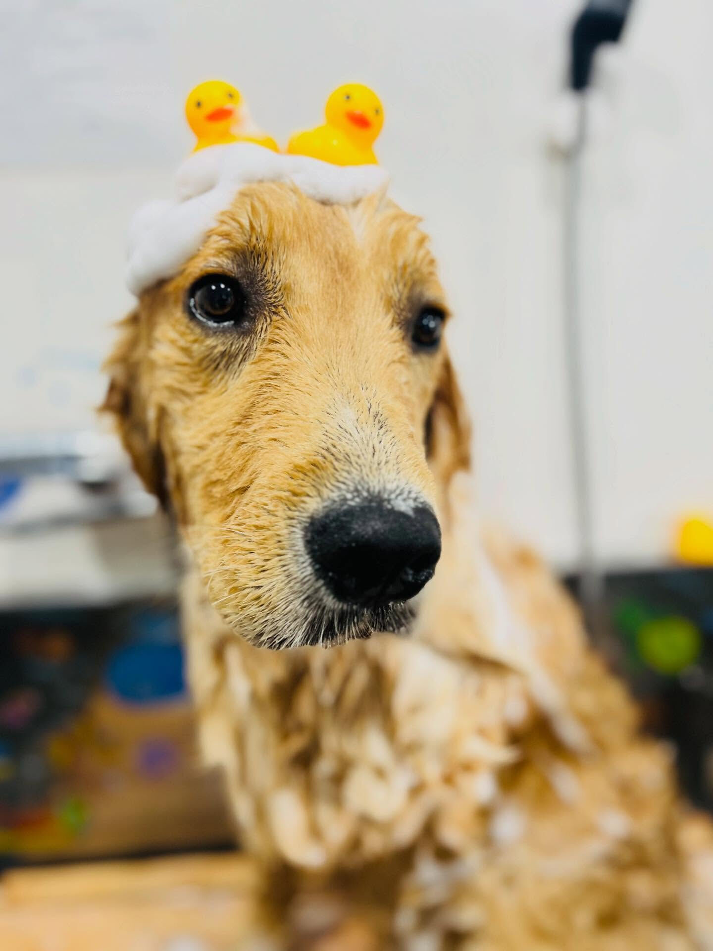 ご来店いただいた、りくくんです🐶✨