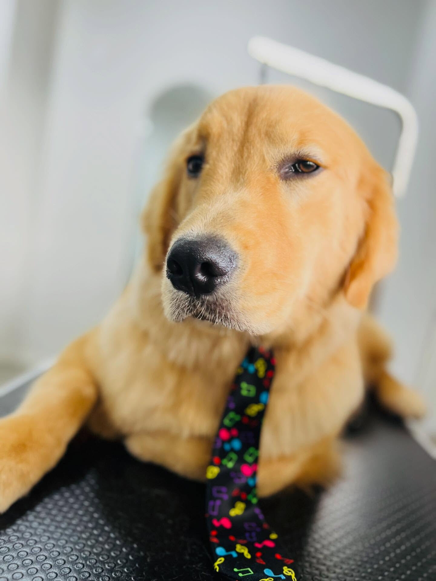 ご来店いただいた、りくくんです🐶✨