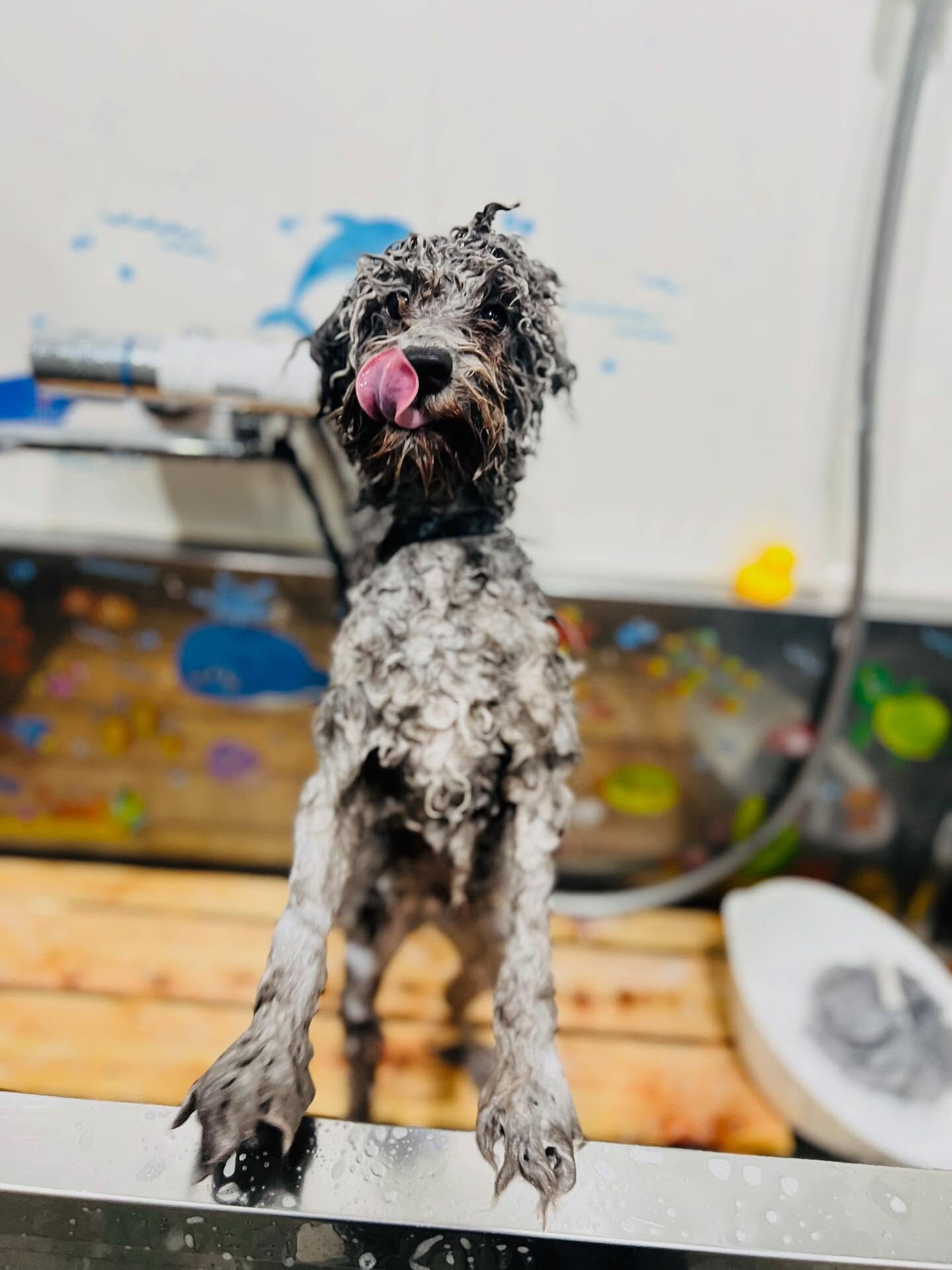 1ご来店いただいた、くろすけくんです🐶✨