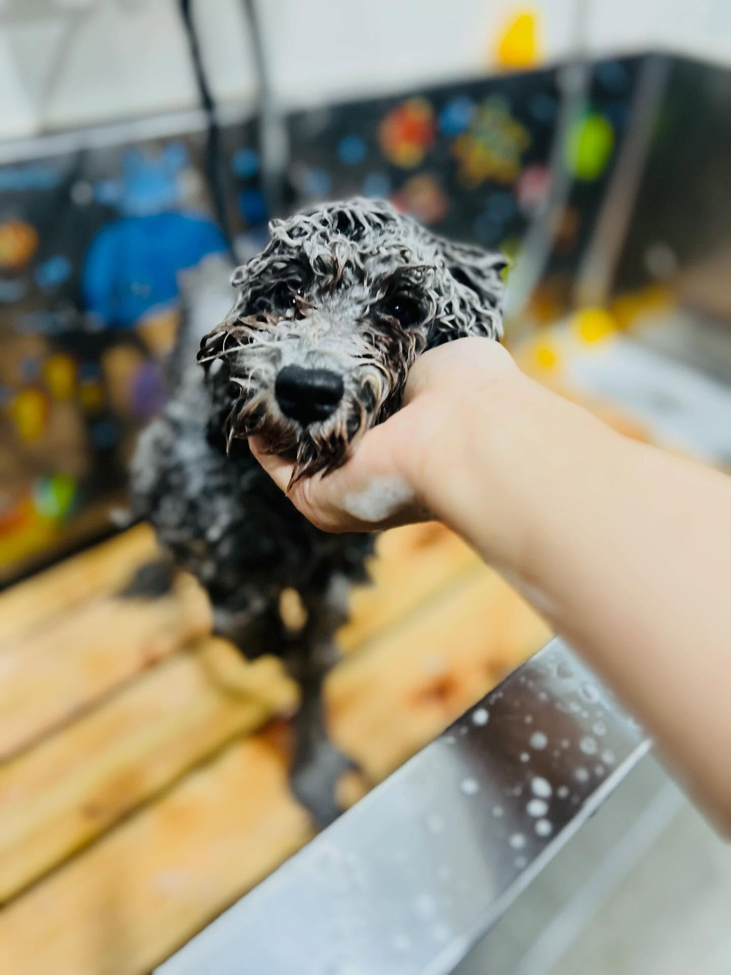 1ご来店いただいた、くろすけくんです🐶✨