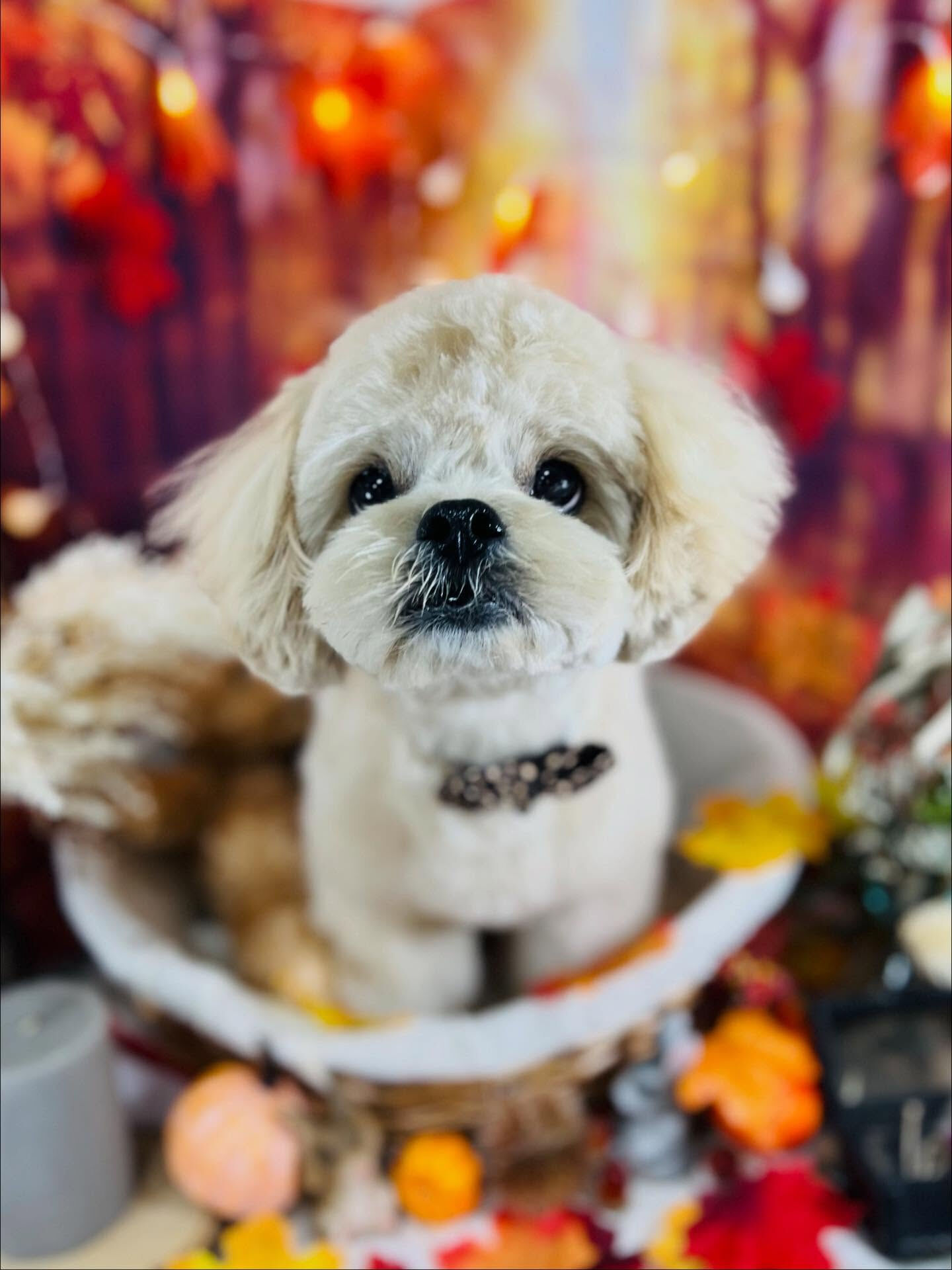 ご来店いただいたまるとくんです🐶✨