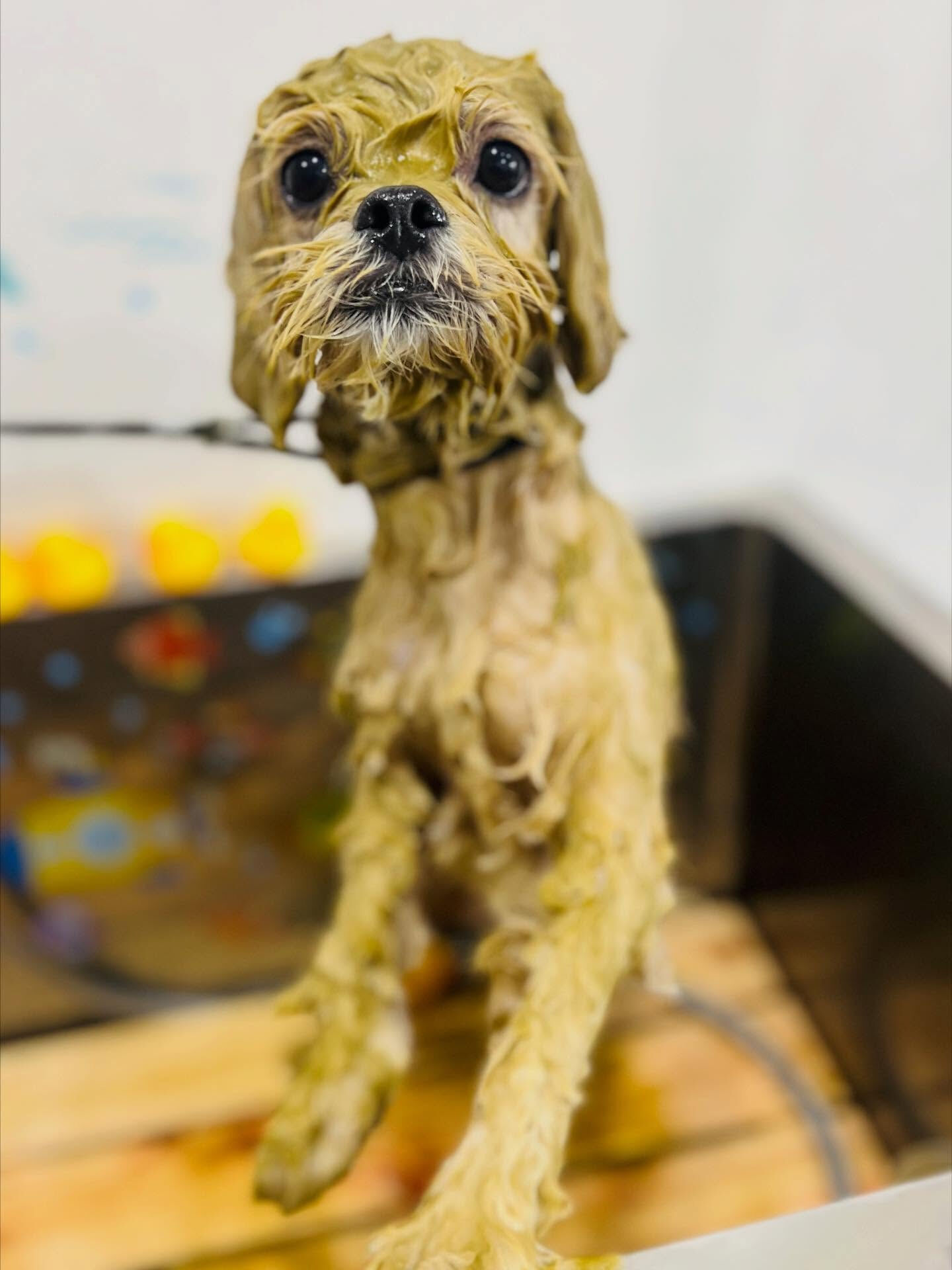 ご来店いただいたまるとくんです🐶✨