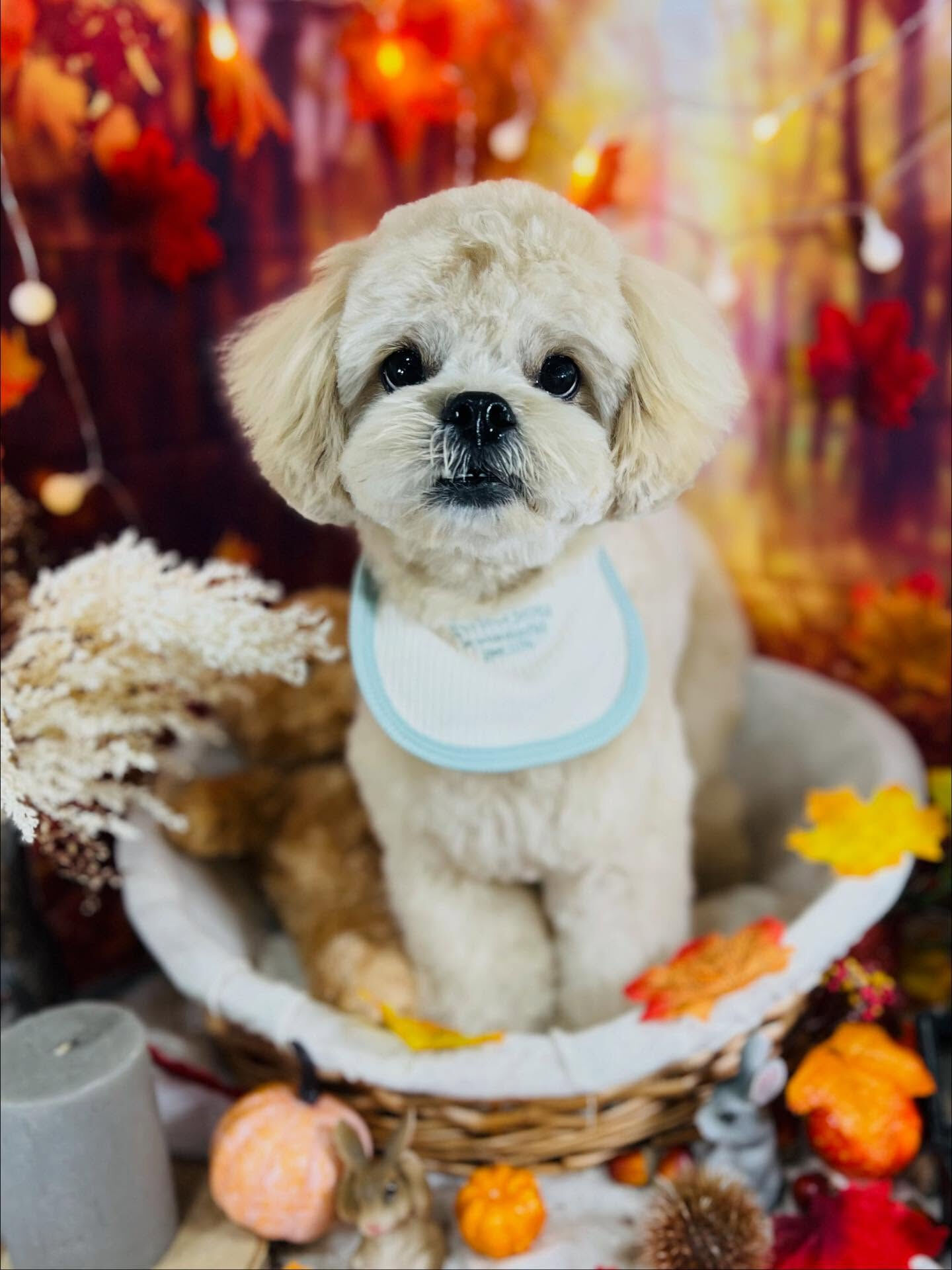 ご来店いただいたまるとくんです🐶✨