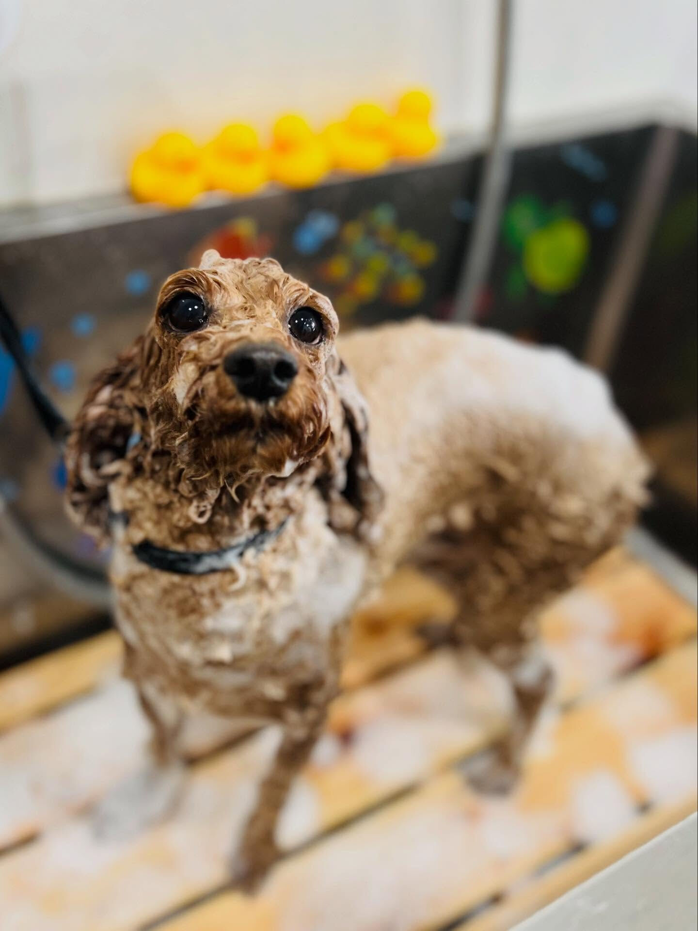 ご来店いただいたモコくんです🐶✨