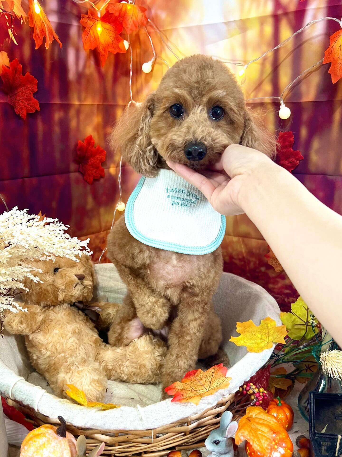 ご来店いただいたモコくんです🐶✨