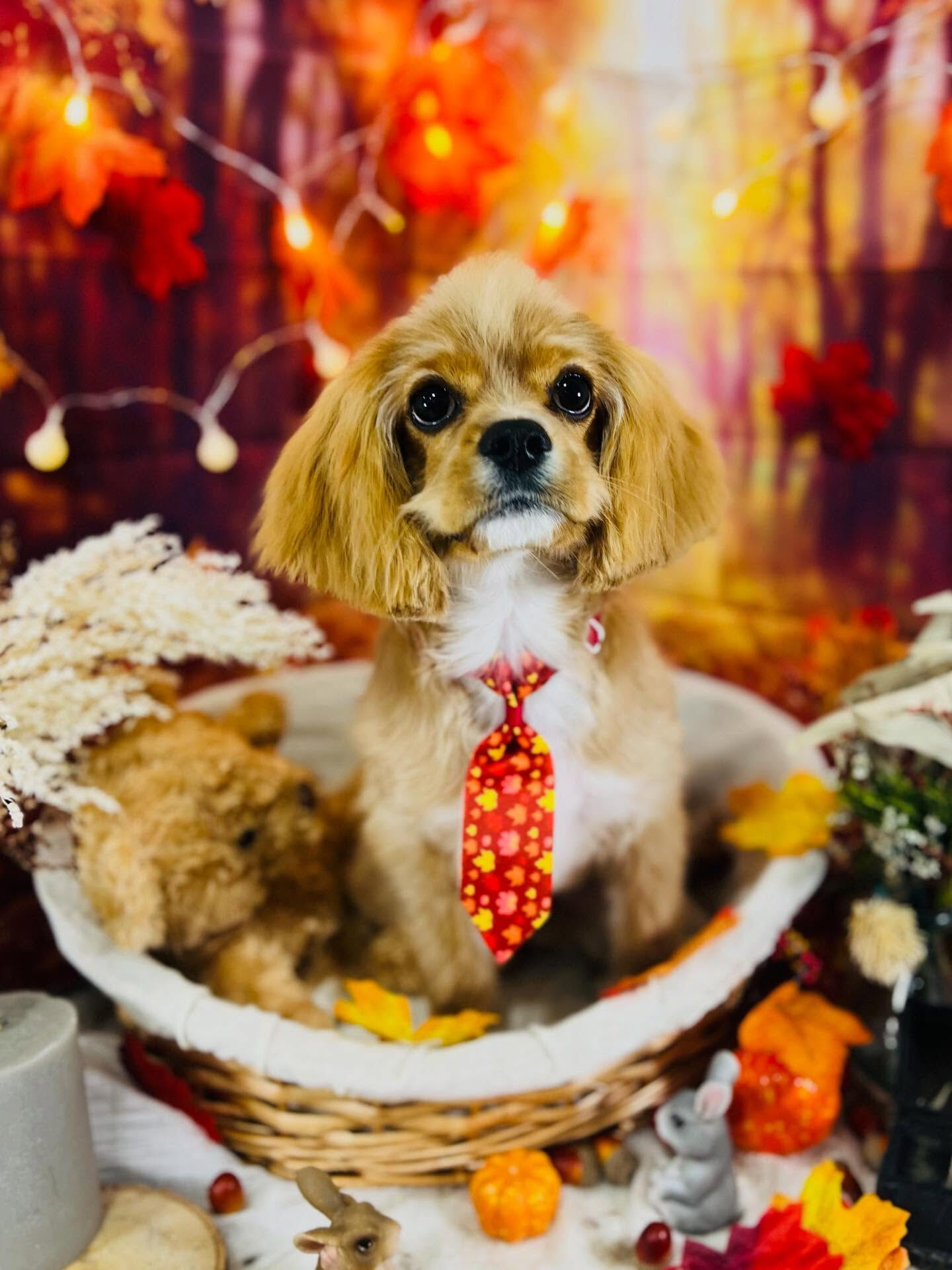ご来店いただいたゆにくんです🐶✨