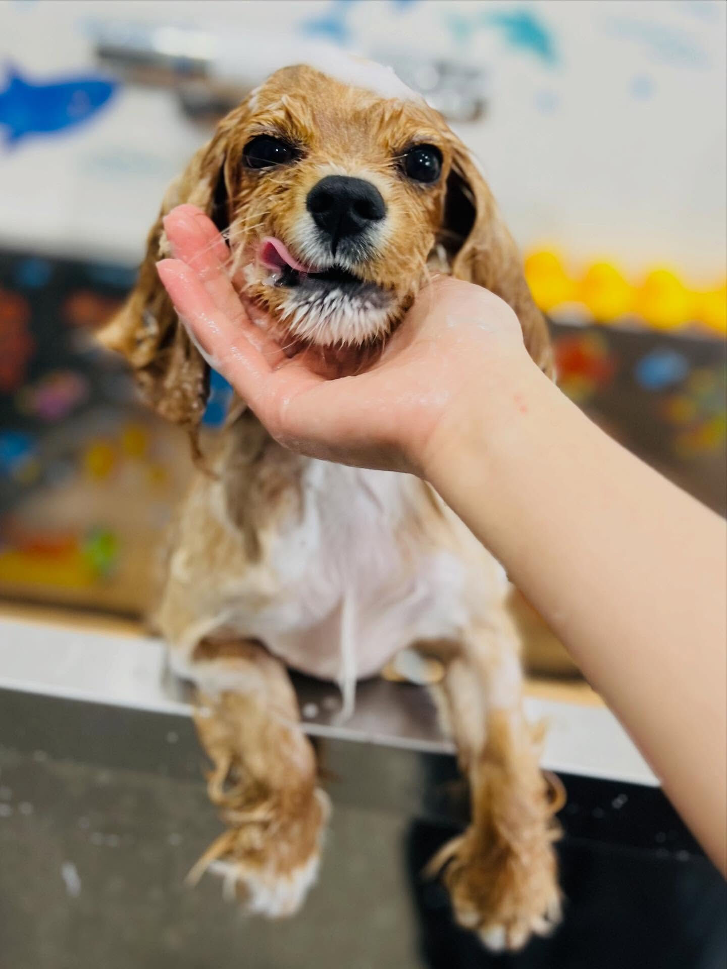 ご来店いただいたゆにくんです🐶✨