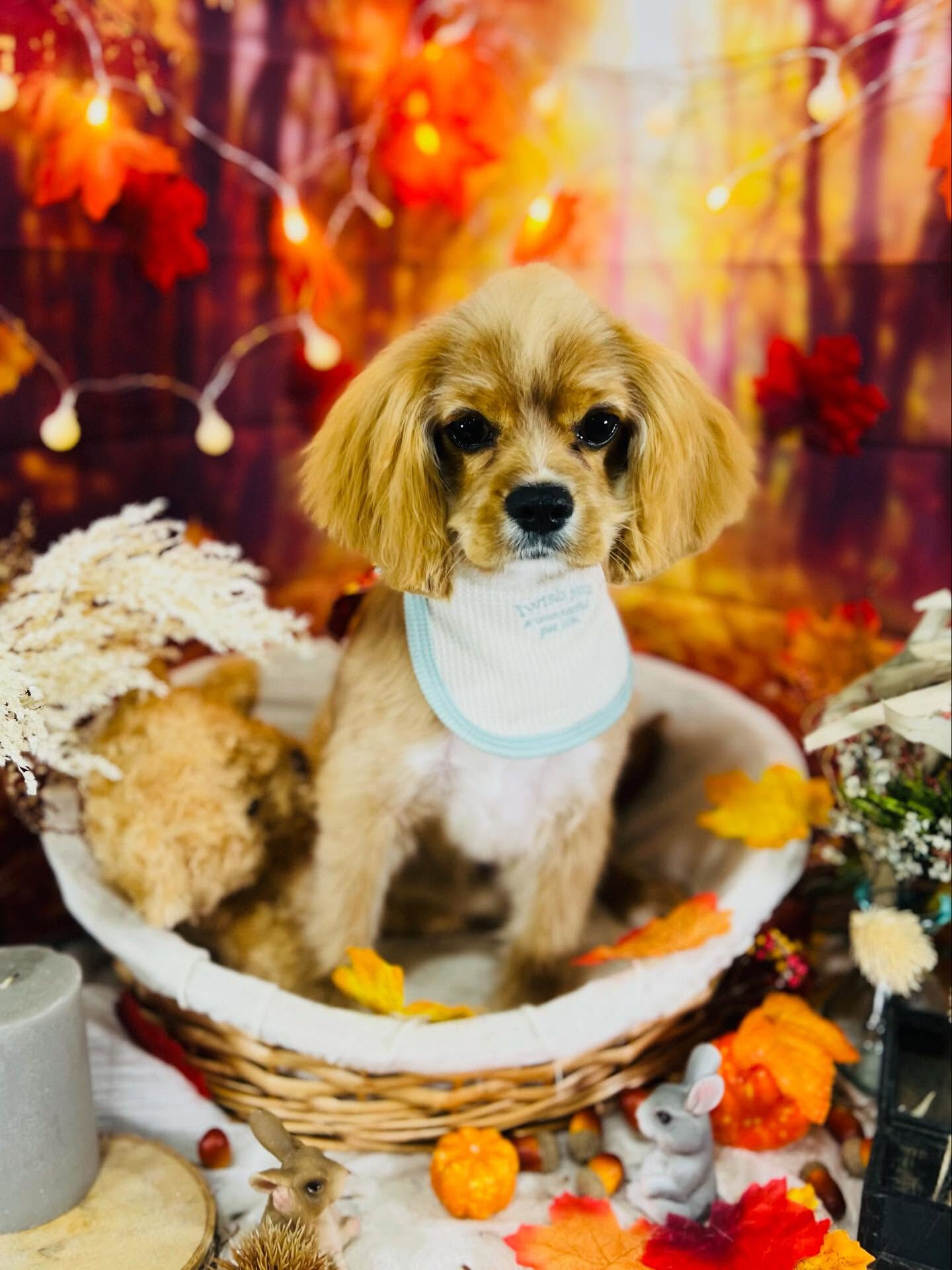 ご来店いただいたゆにくんです🐶✨