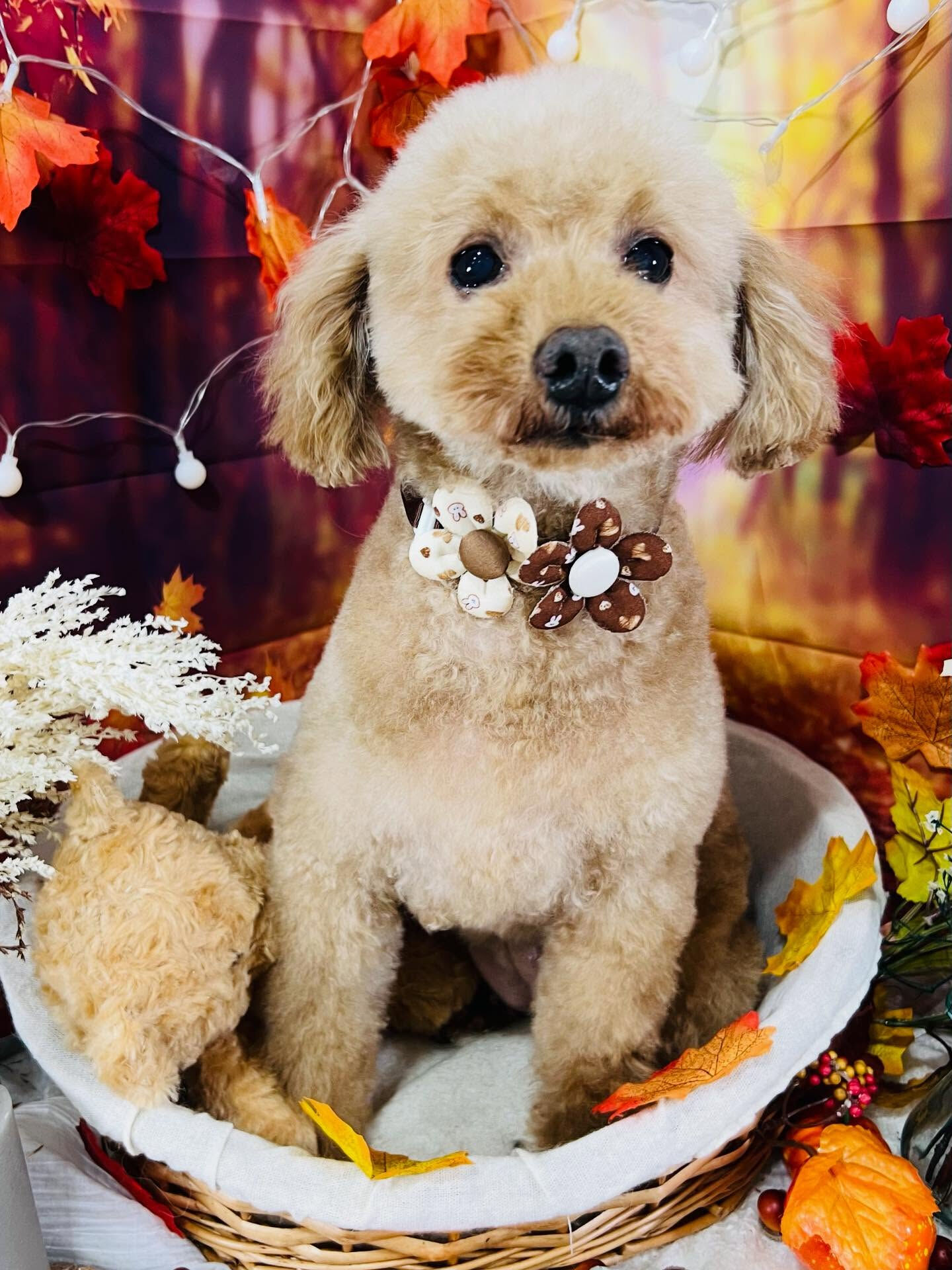 ご来店いただいたりりむちゃんです🐶✨