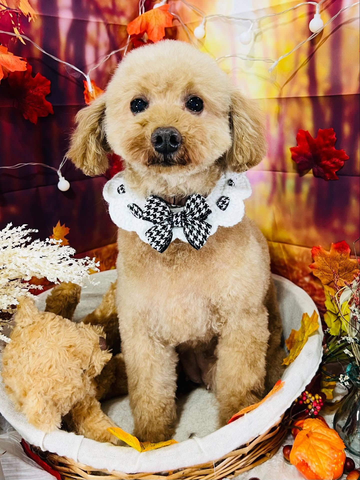 ご来店いただいたりりむちゃんです🐶✨