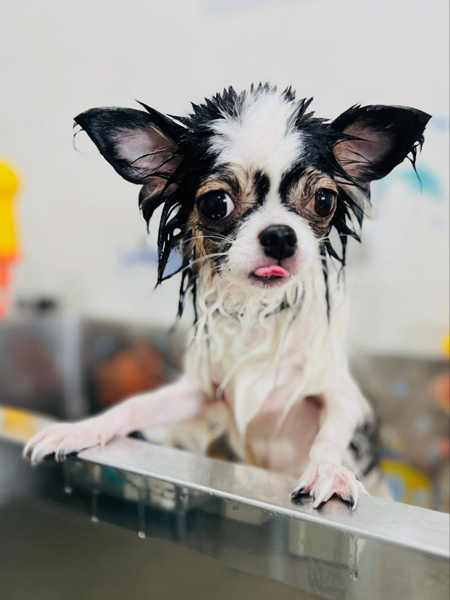 ご来店いただいた椿ちゃんです🐶✨