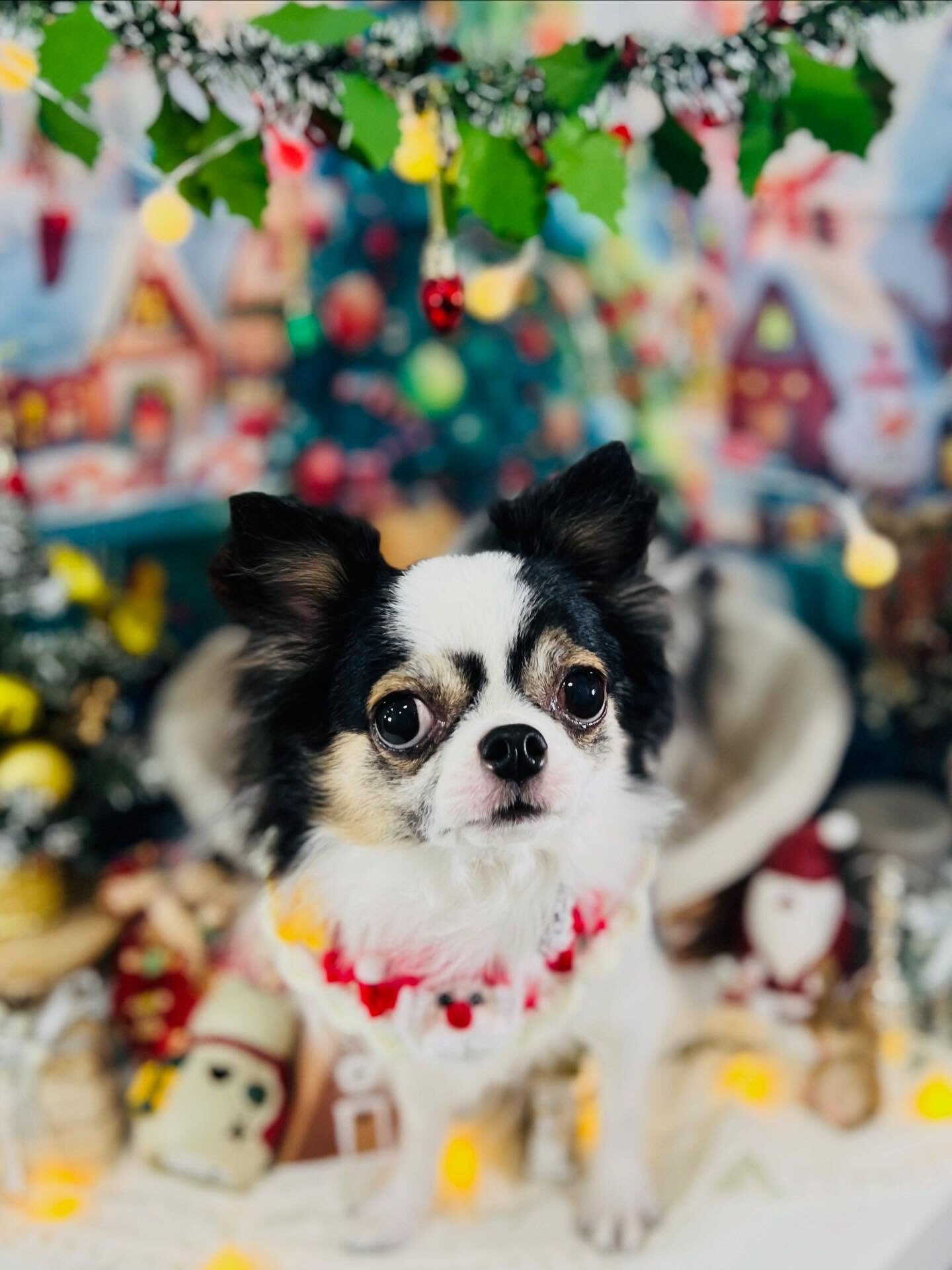 ご来店いただいた椿ちゃんです🐶✨