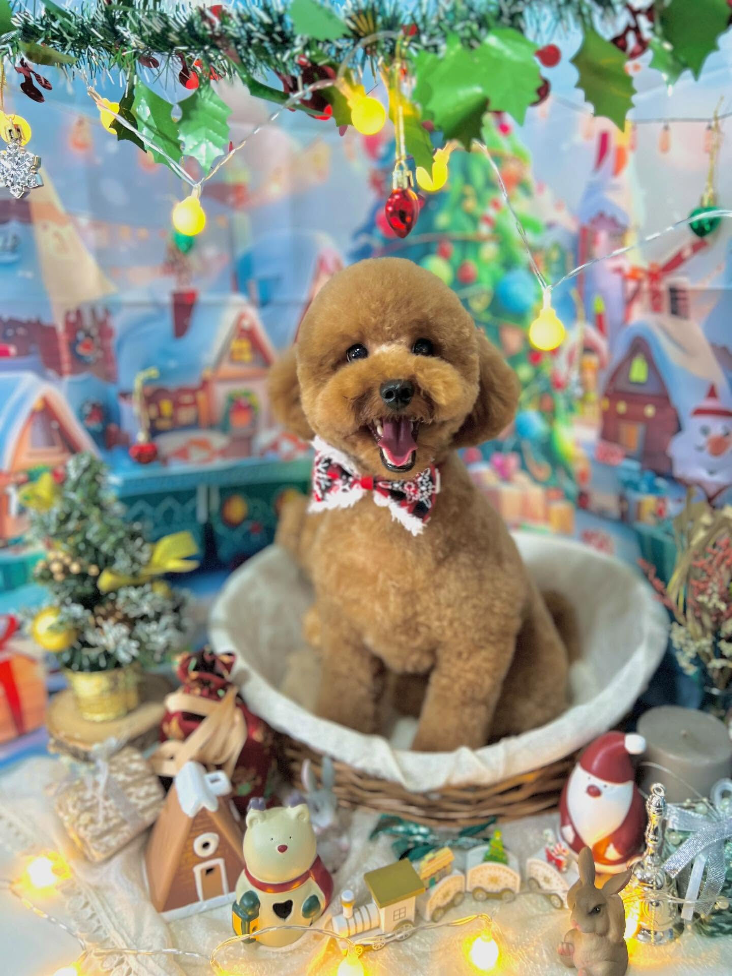 ご来店いただいたまろんくんです🐶✨
