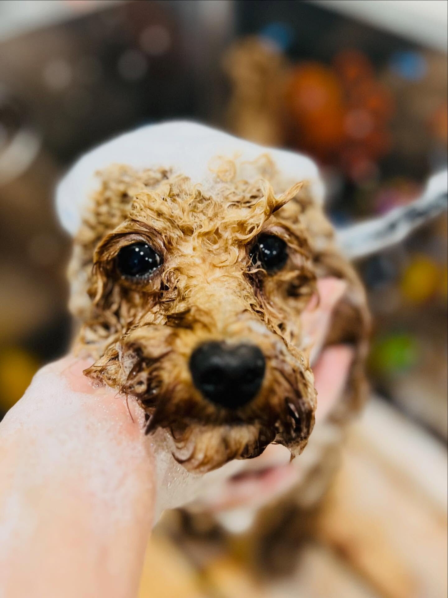 ご来店いただいたまろんくんです🐶✨