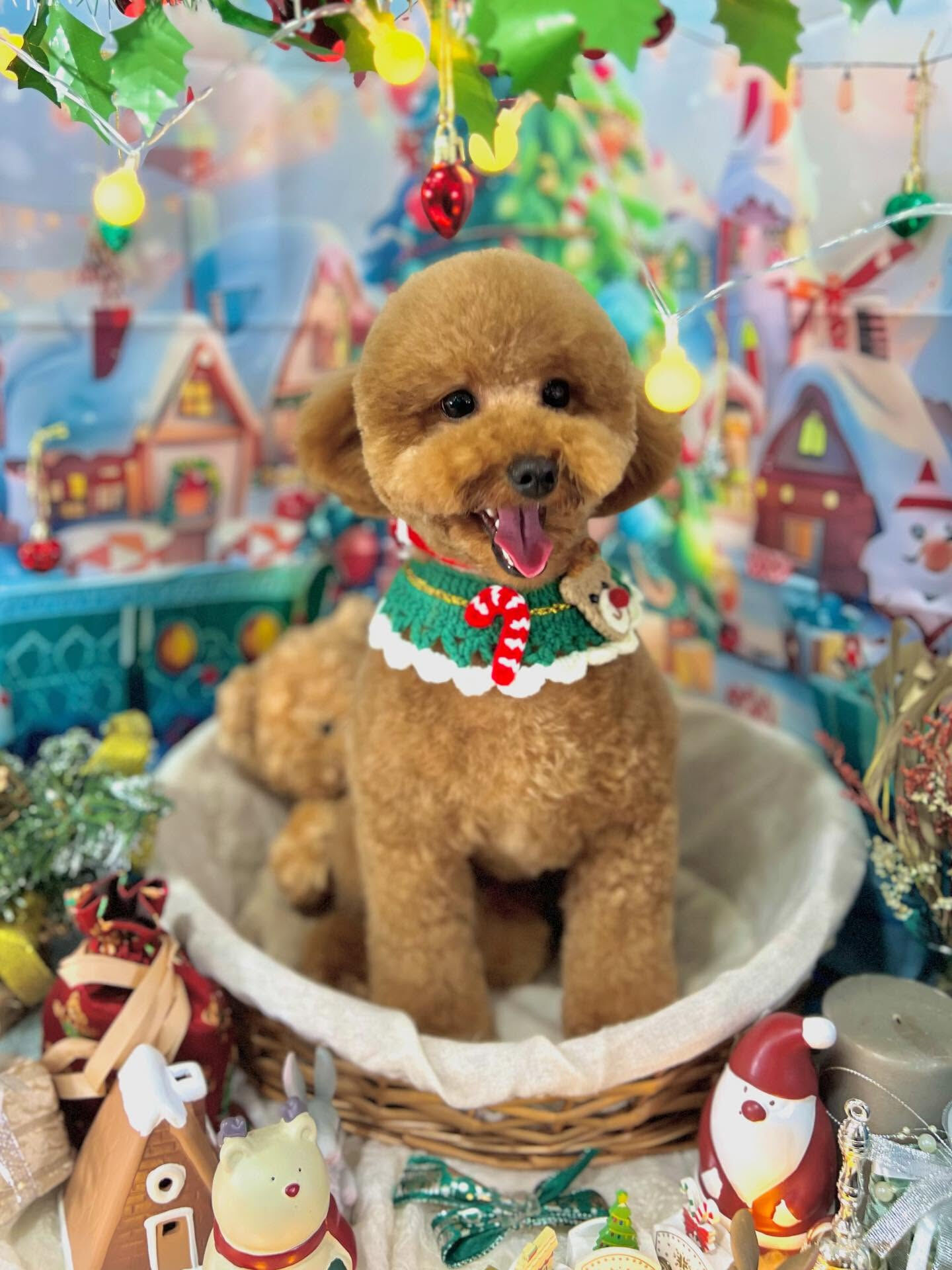 ご来店いただいたまろんくんです🐶✨