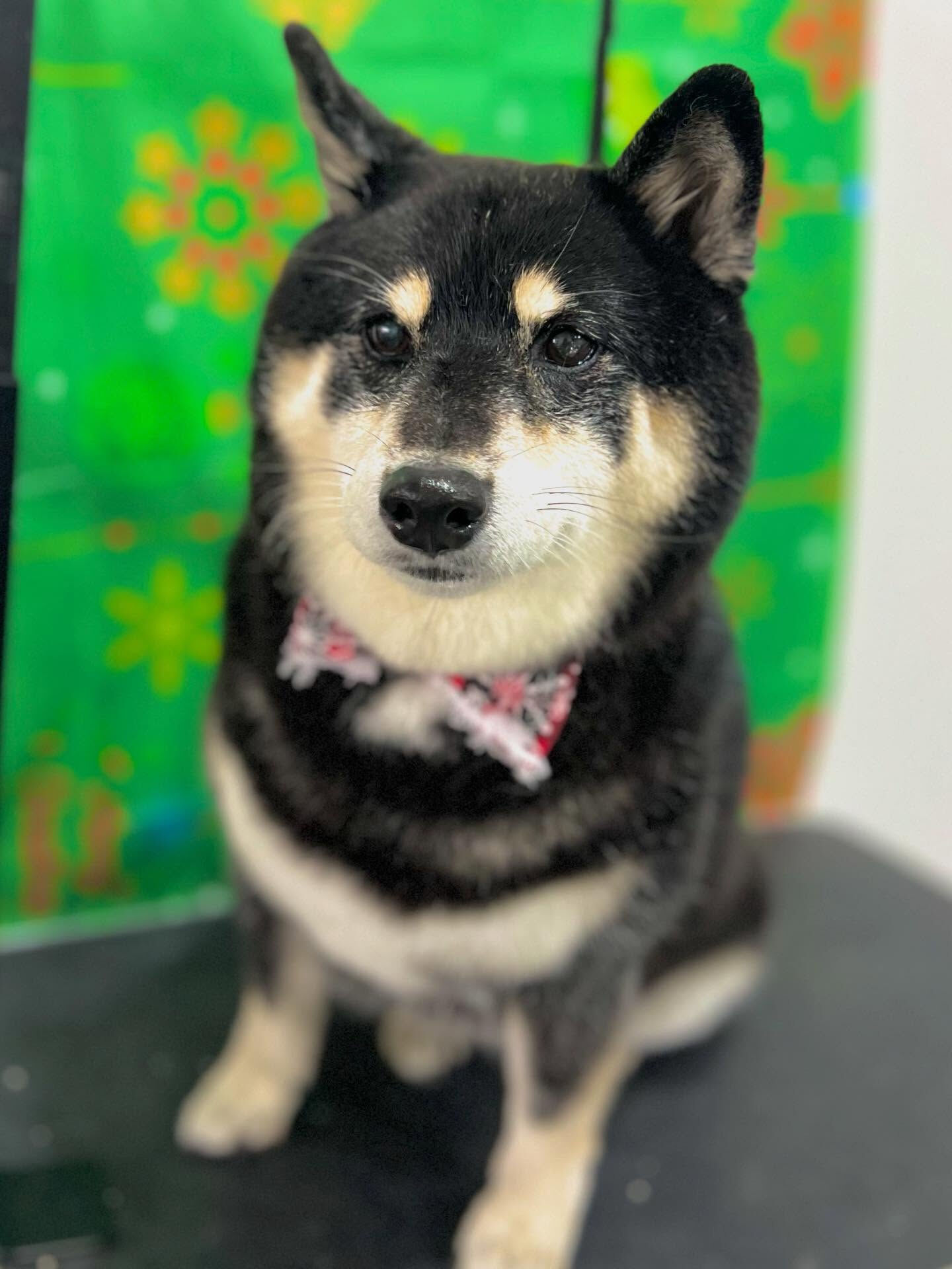 ご来店いただいたしじみちゃんです🐶✨