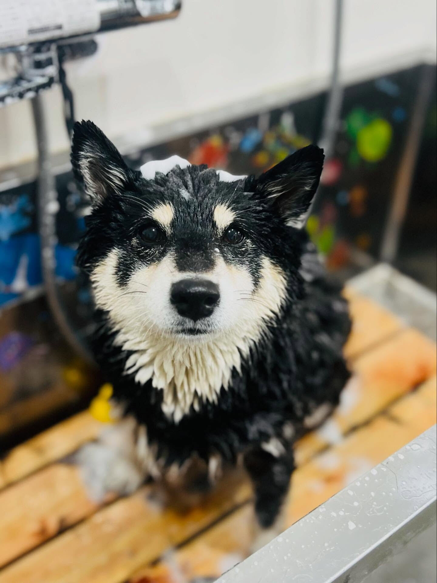 ご来店いただいたしじみちゃんです🐶✨