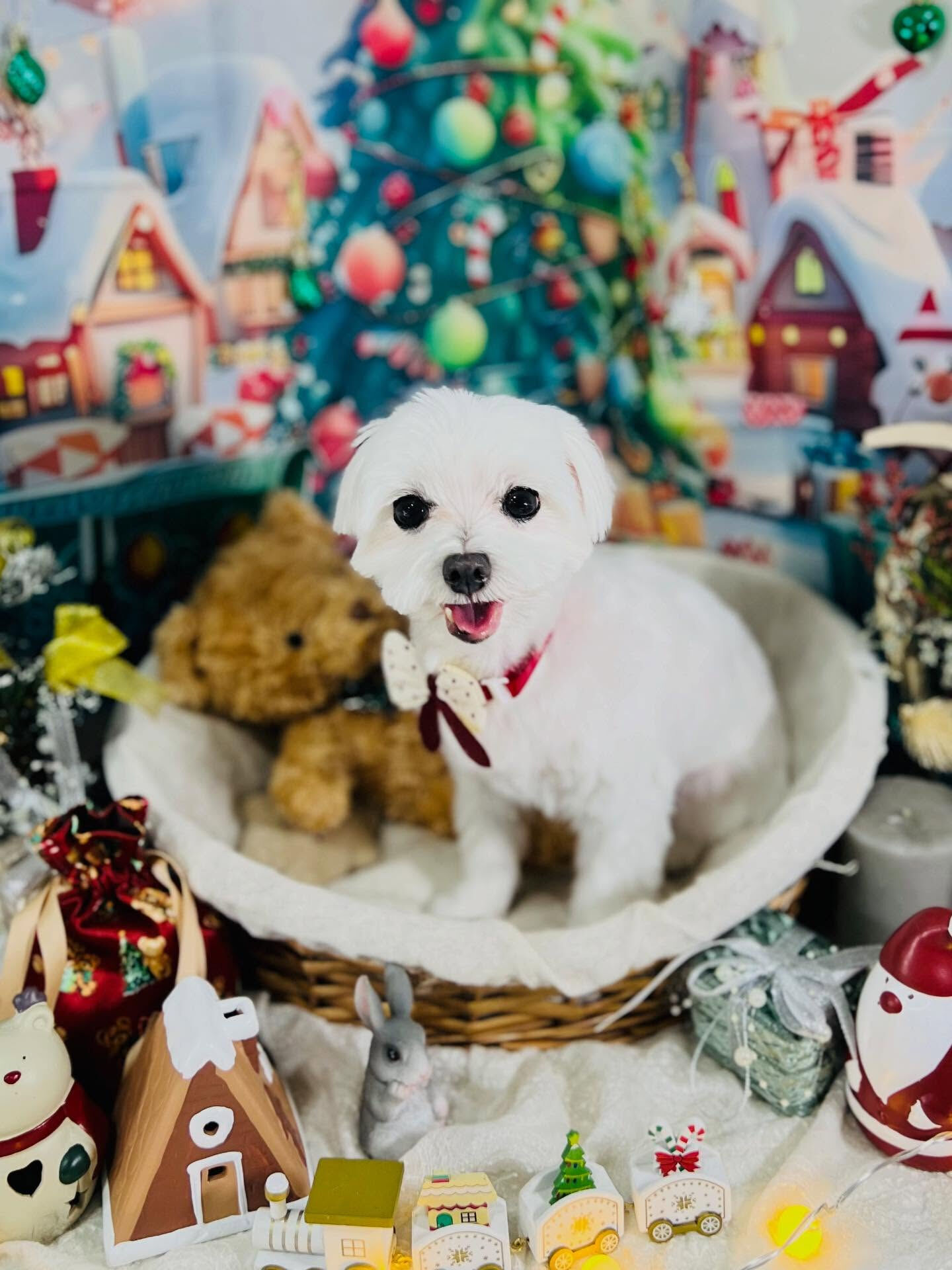 ご来店いただいたむぎちゃんです🐶✨