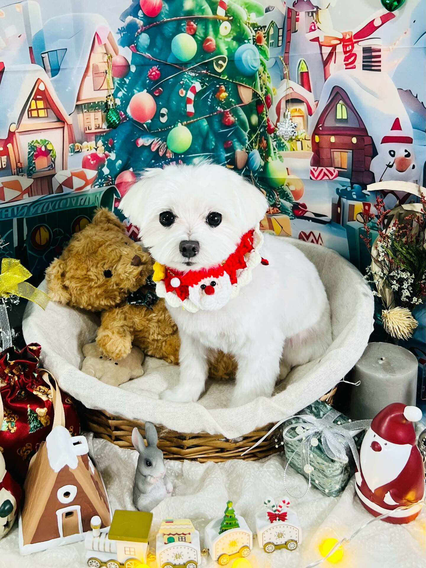 ご来店いただいたむぎちゃんです🐶✨