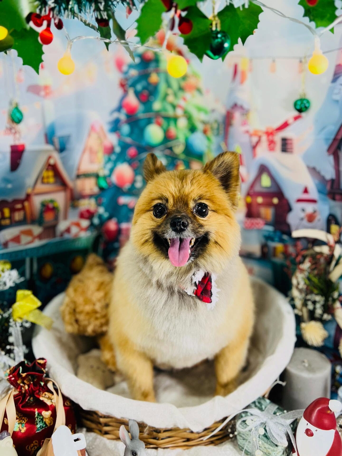 ご来店いただいたらい菜ちゃんです🐶✨