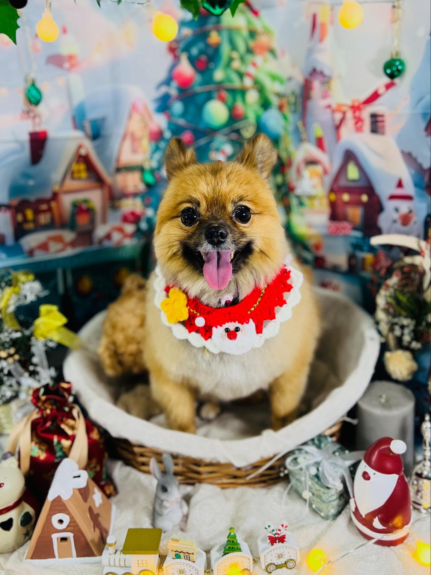 ご来店いただいたらい菜ちゃんです🐶✨