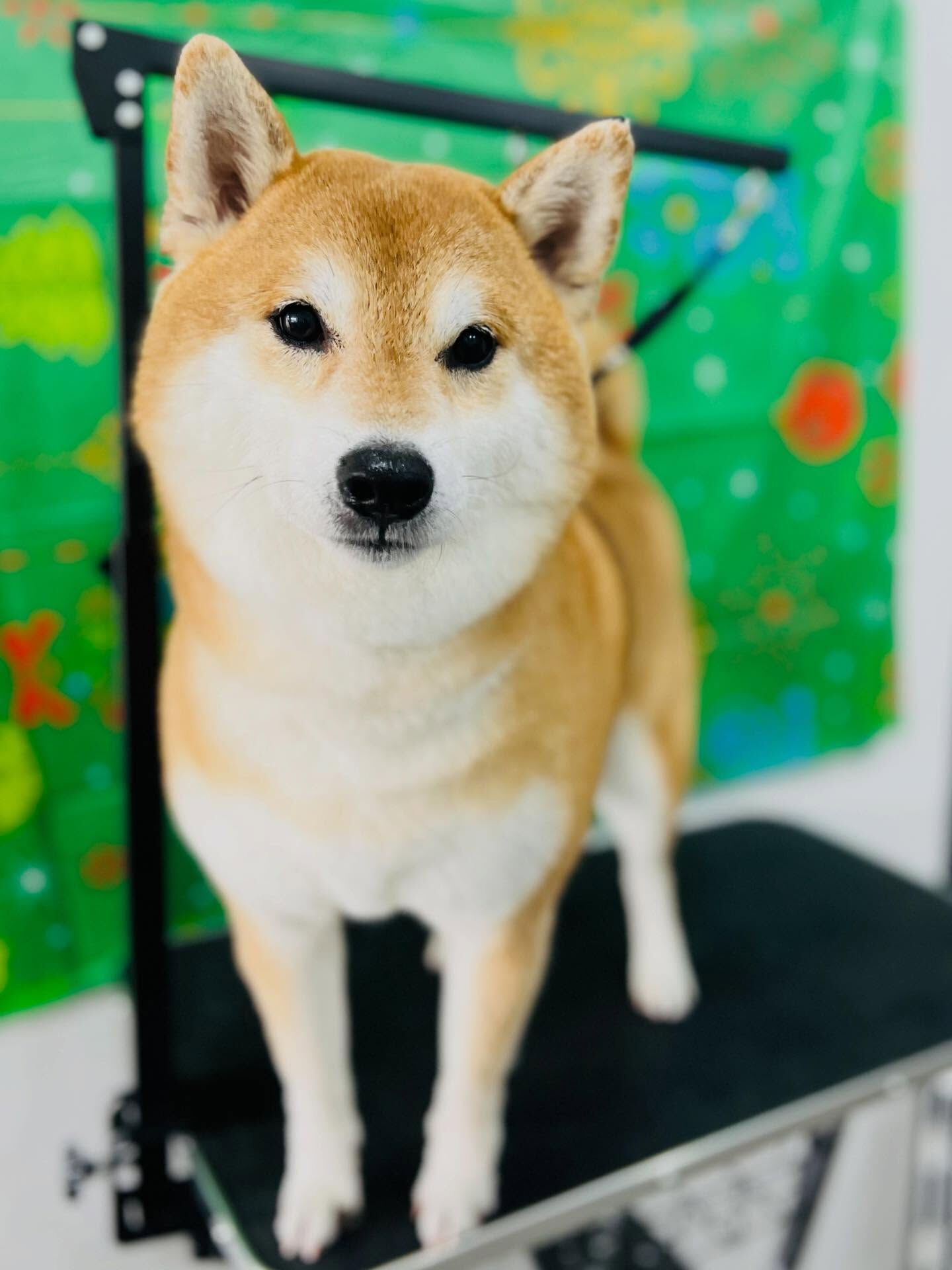 ご来店いただいたこてつくんです🐶✨