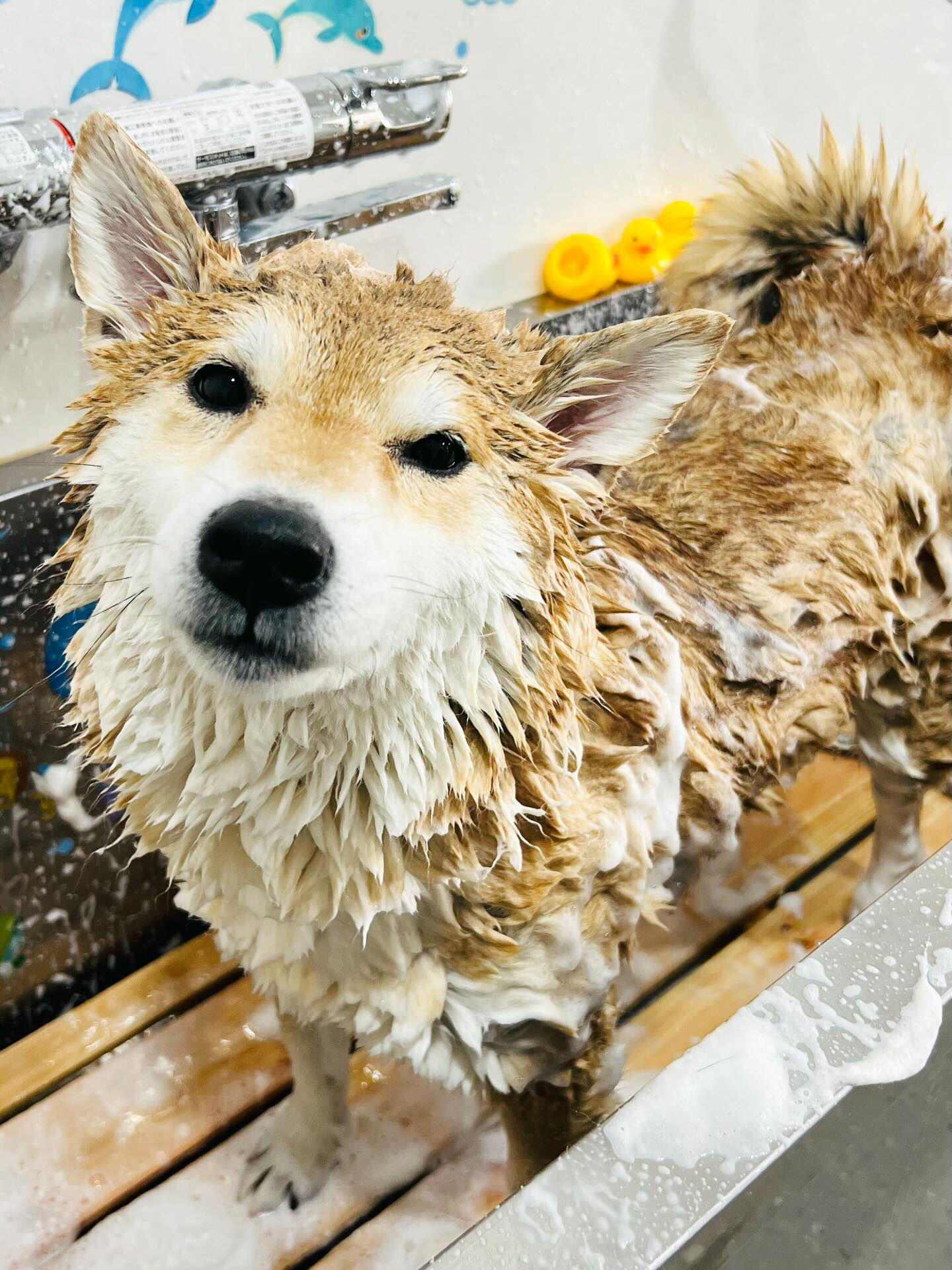 ご来店いただいたこてつくんです🐶✨