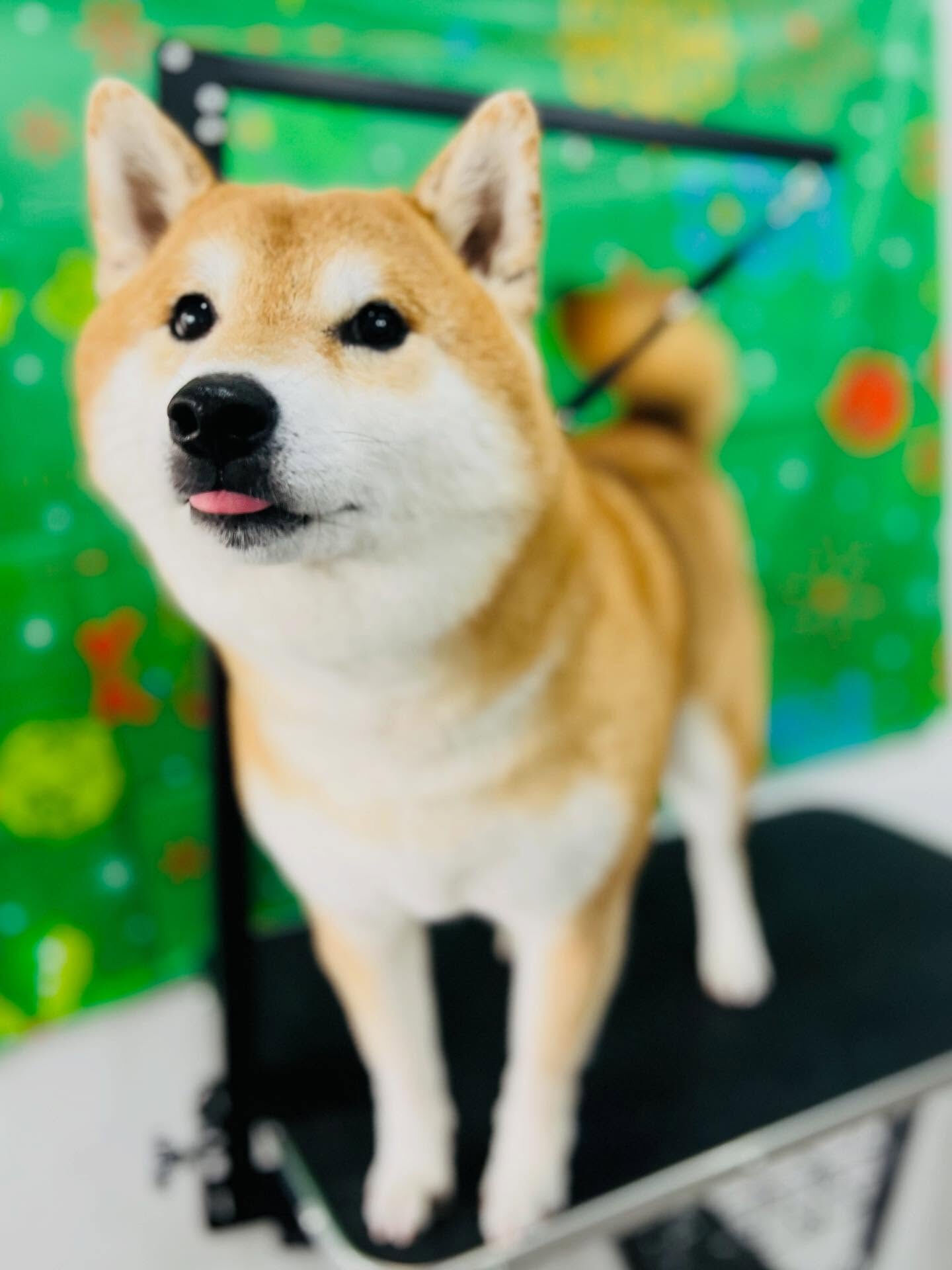 ご来店いただいたこてつくんです🐶✨