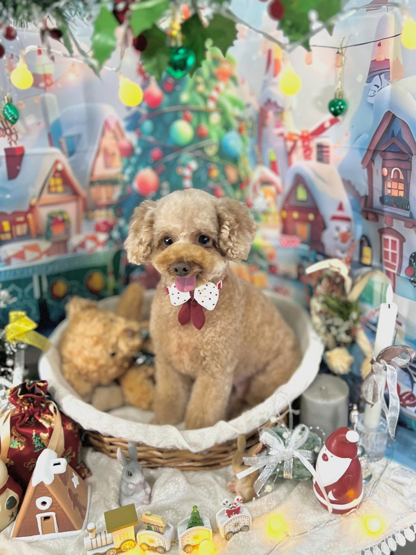 ご来店いただいたピコちゃんです🐶✨