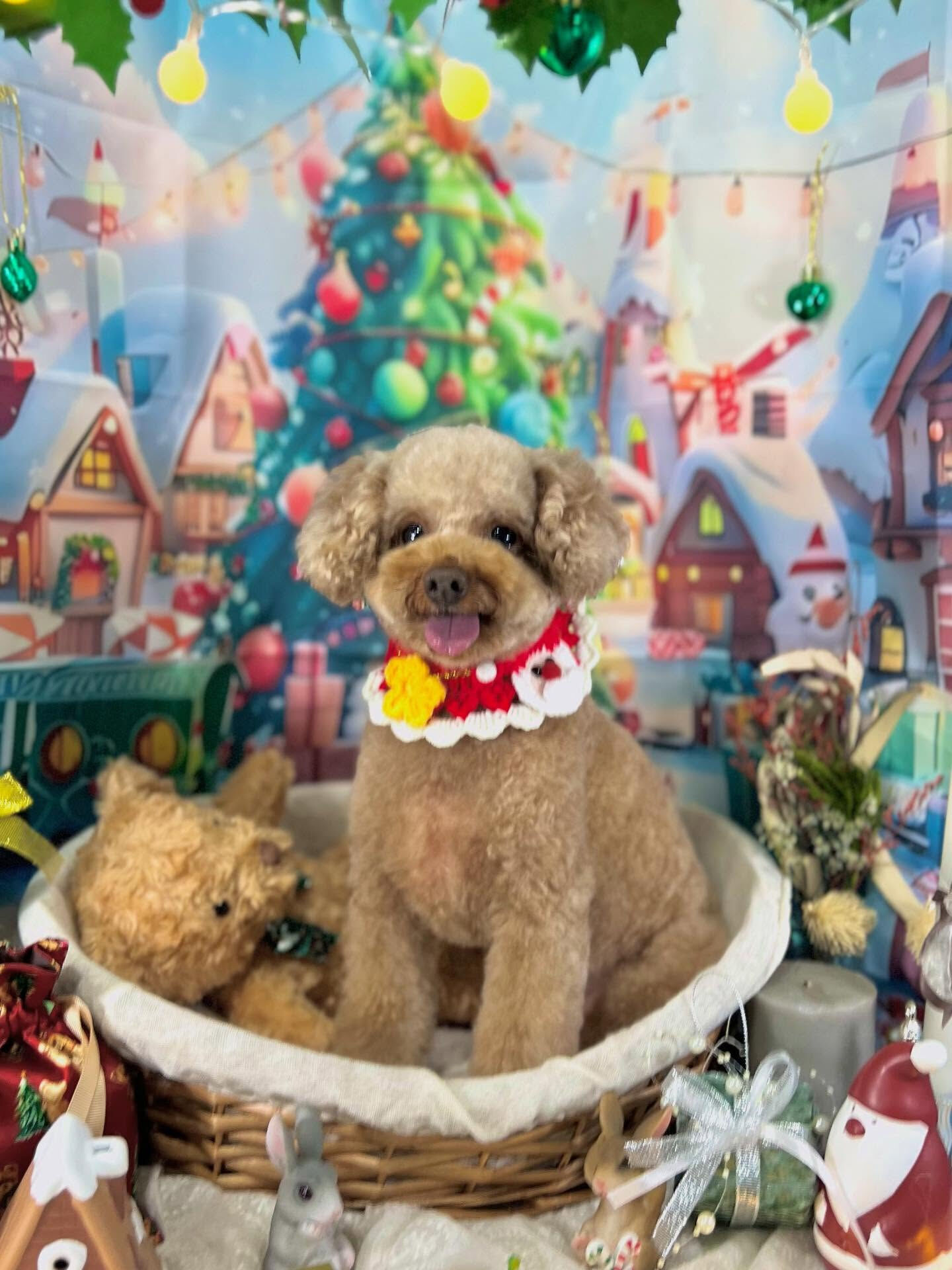 ご来店いただいたピコちゃんです🐶✨