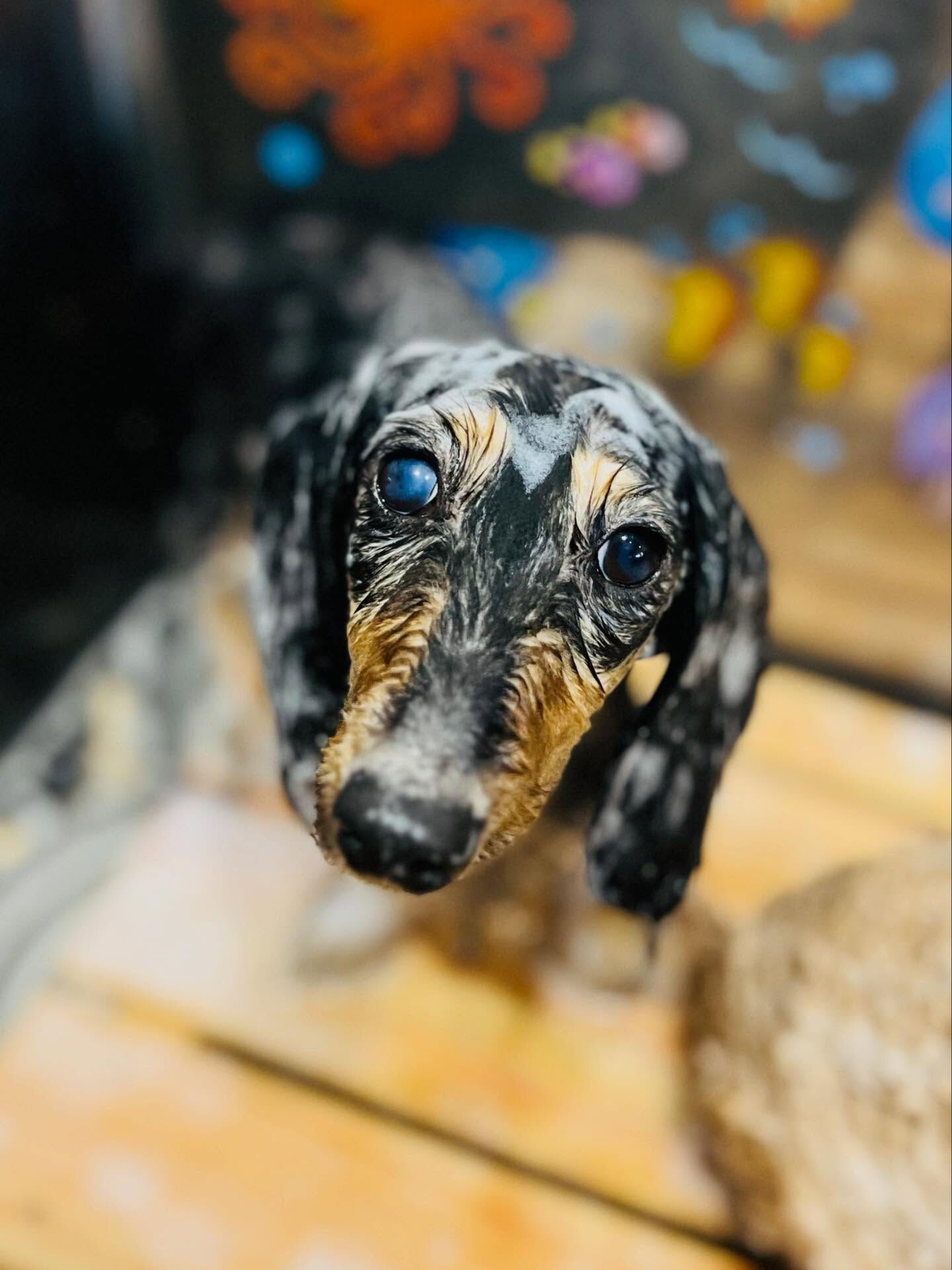 ご来店いただいた虹音ちゃんです🐶✨