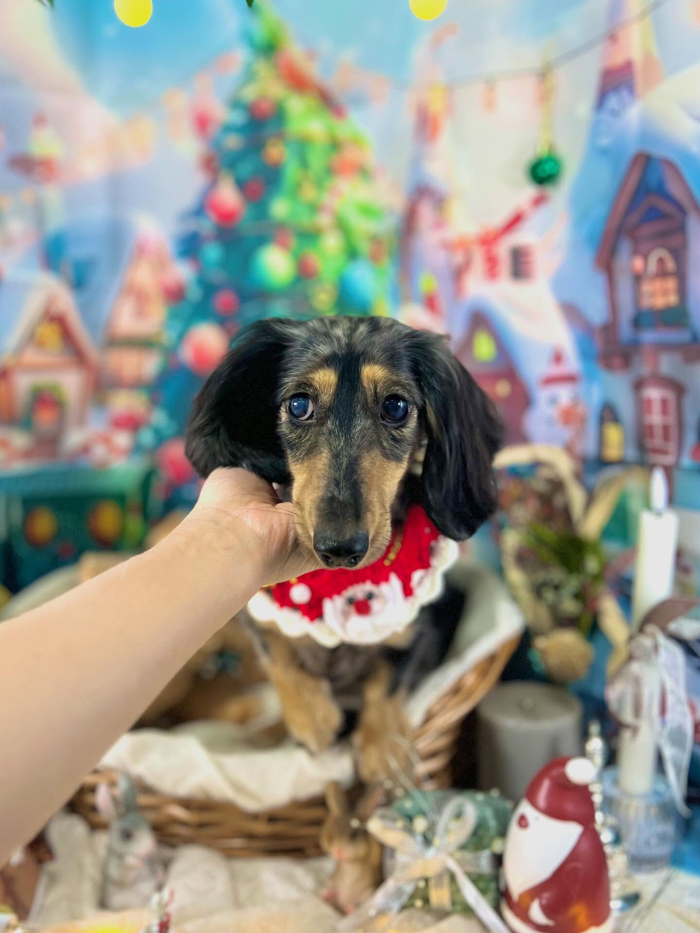 ご来店いただいた虹音ちゃんです🐶✨