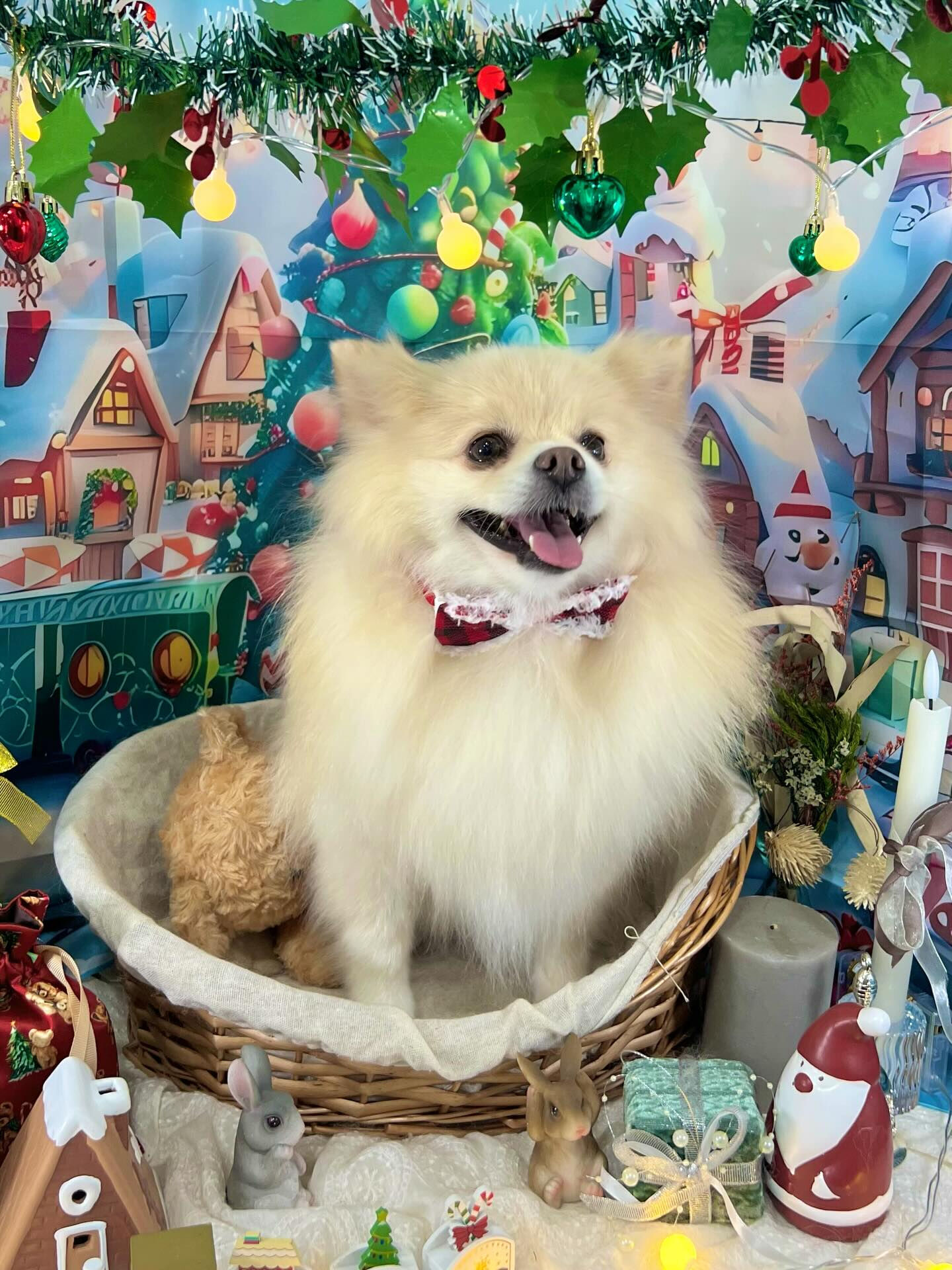 ご来店いただいたはな子ちゃんです🐶✨