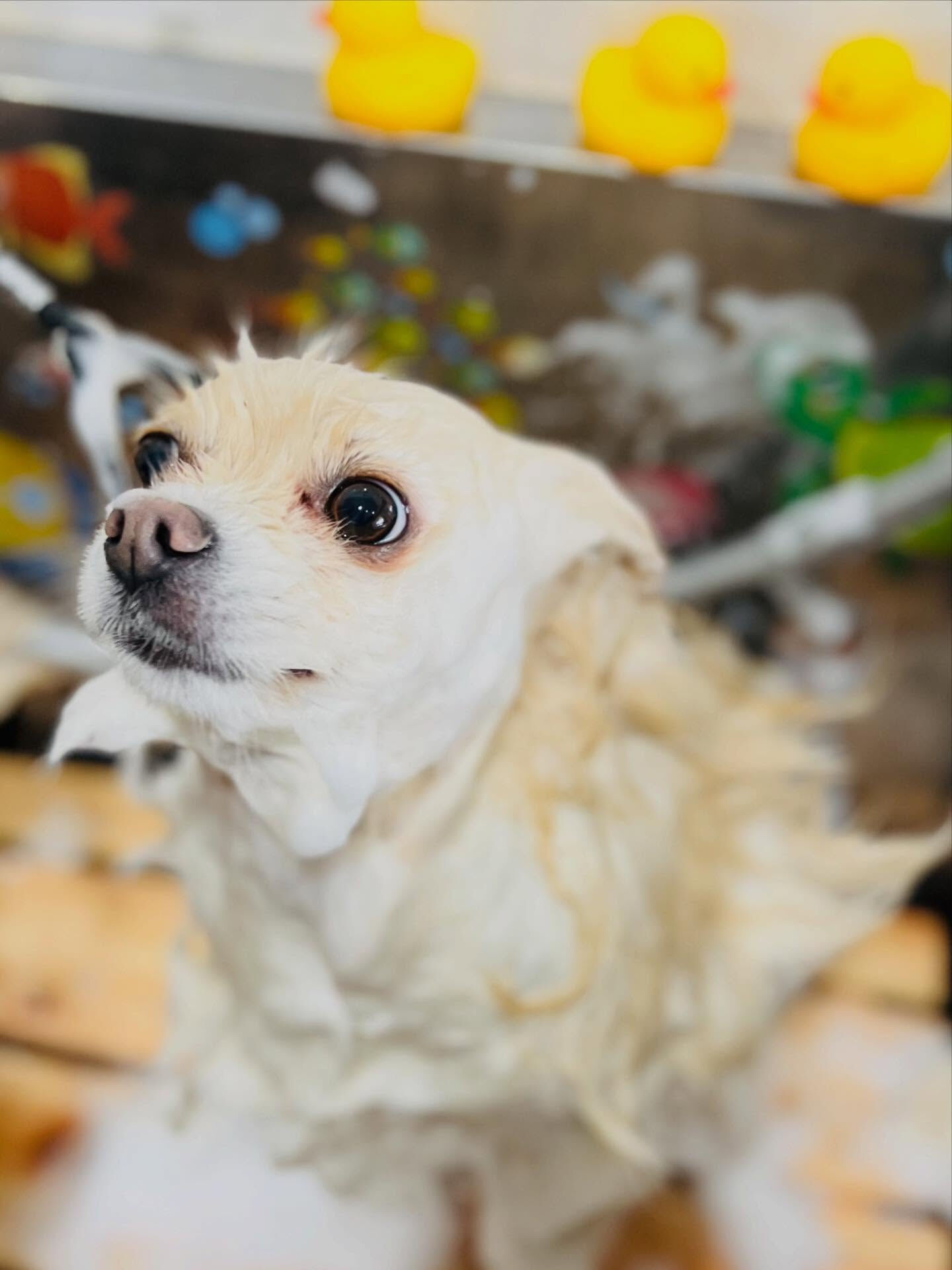 ご来店いただいたはな子ちゃんです🐶✨