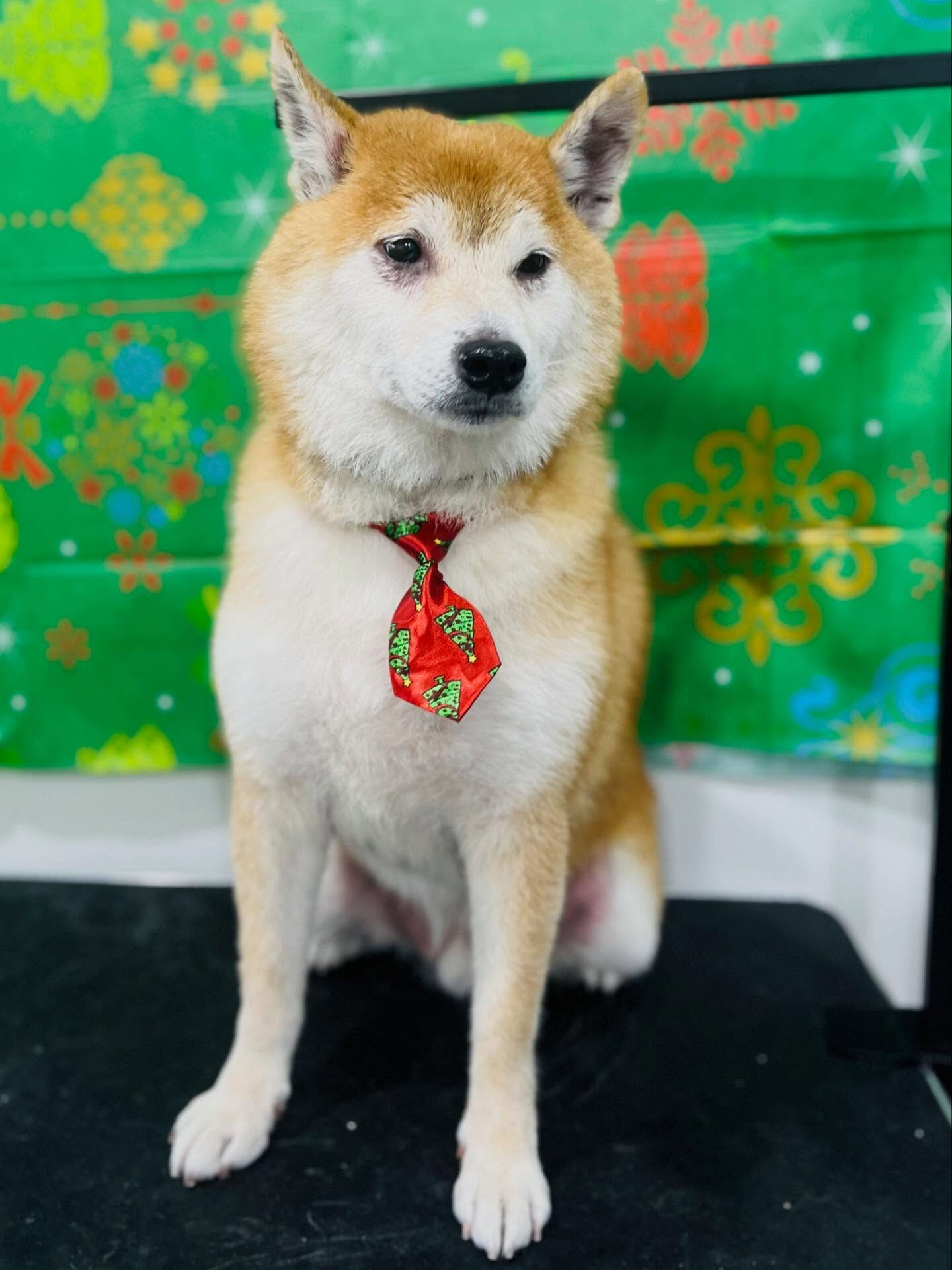 ご来店いただいたアイくんです🐶✨