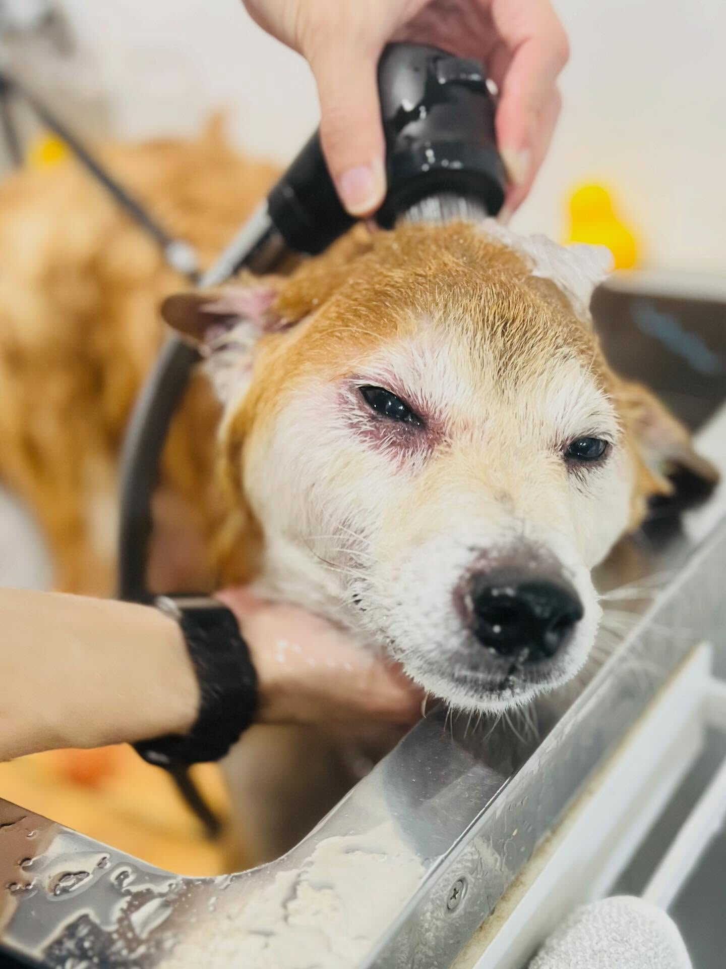 ご来店いただいたアイくんです🐶✨
