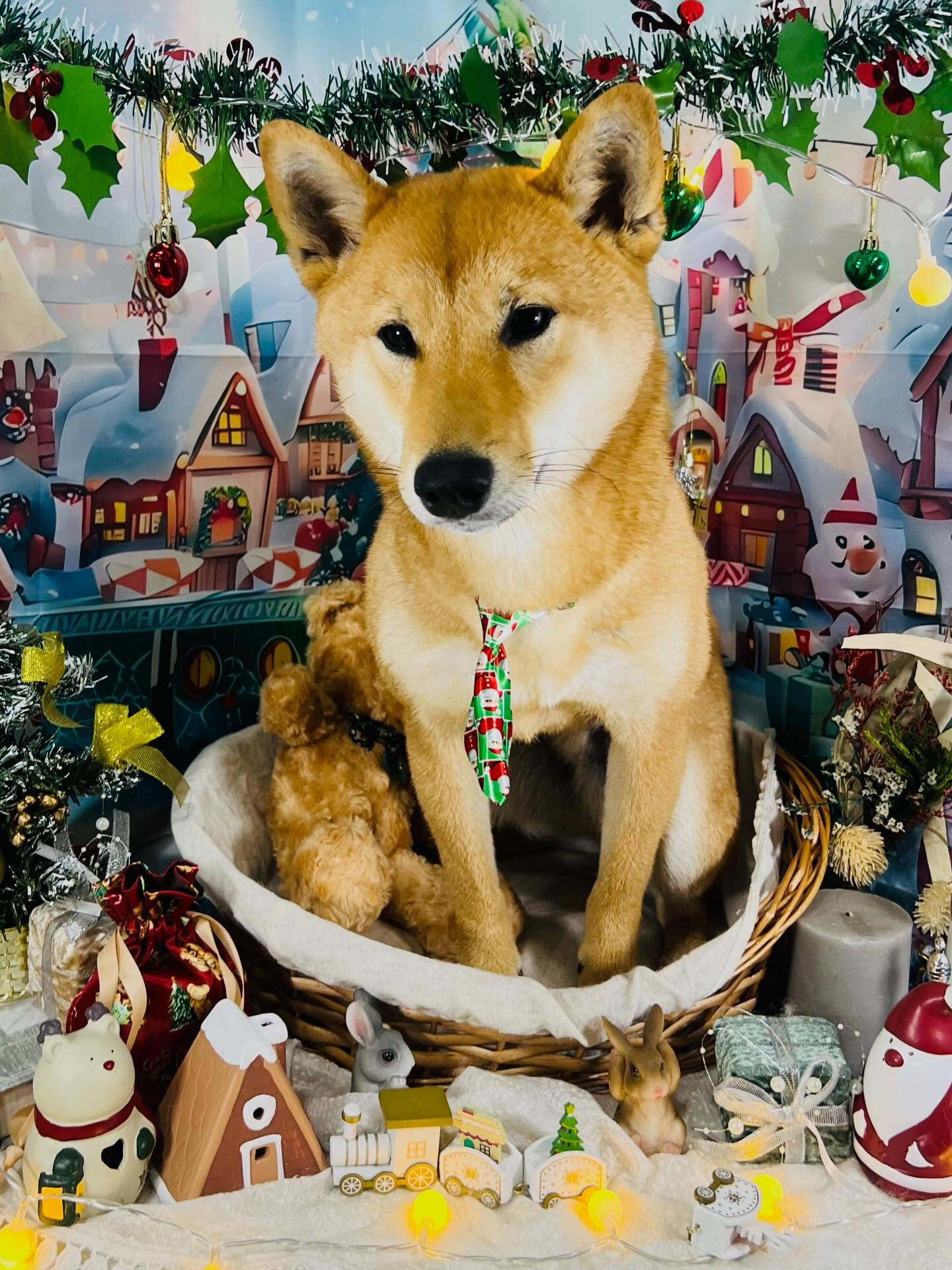 ご来店いただいたけんけんくんです🐶✨