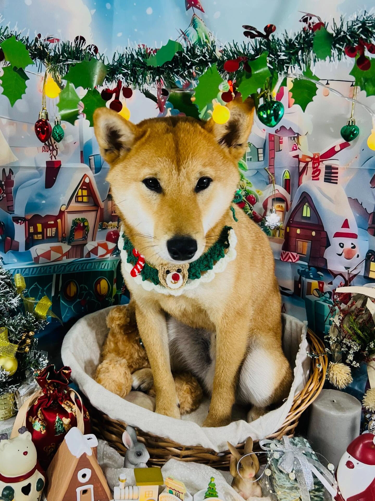 ご来店いただいたけんけんくんです🐶✨
