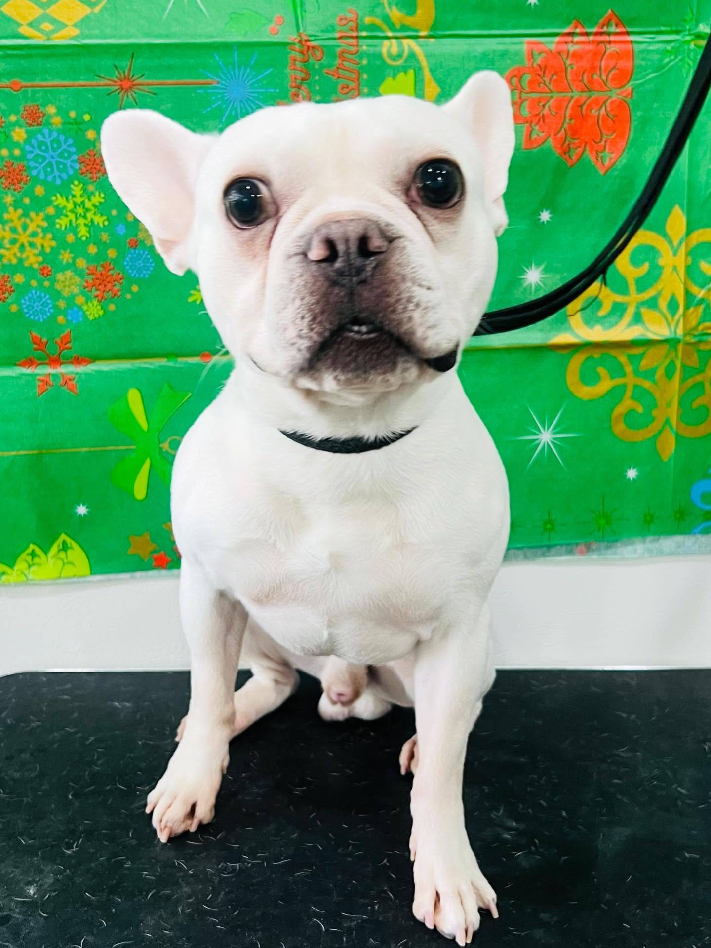 ご来店いただいた文太くんです🐶✨