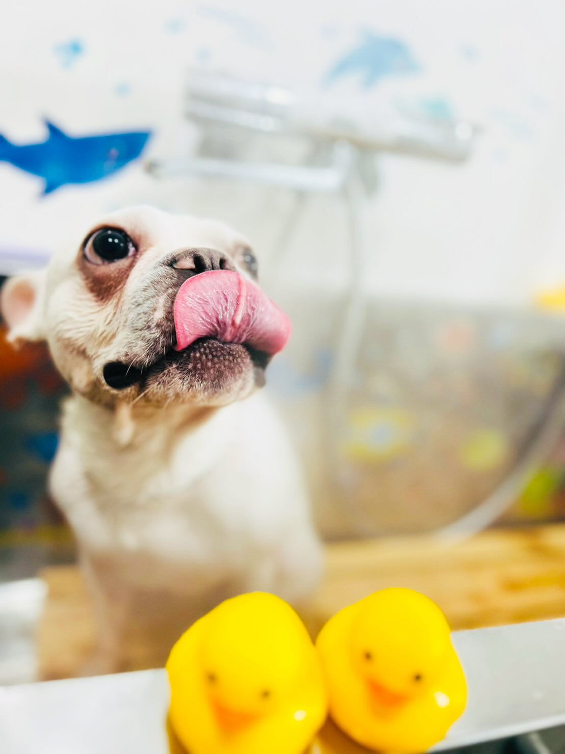 ご来店いただいた文太くんです🐶✨