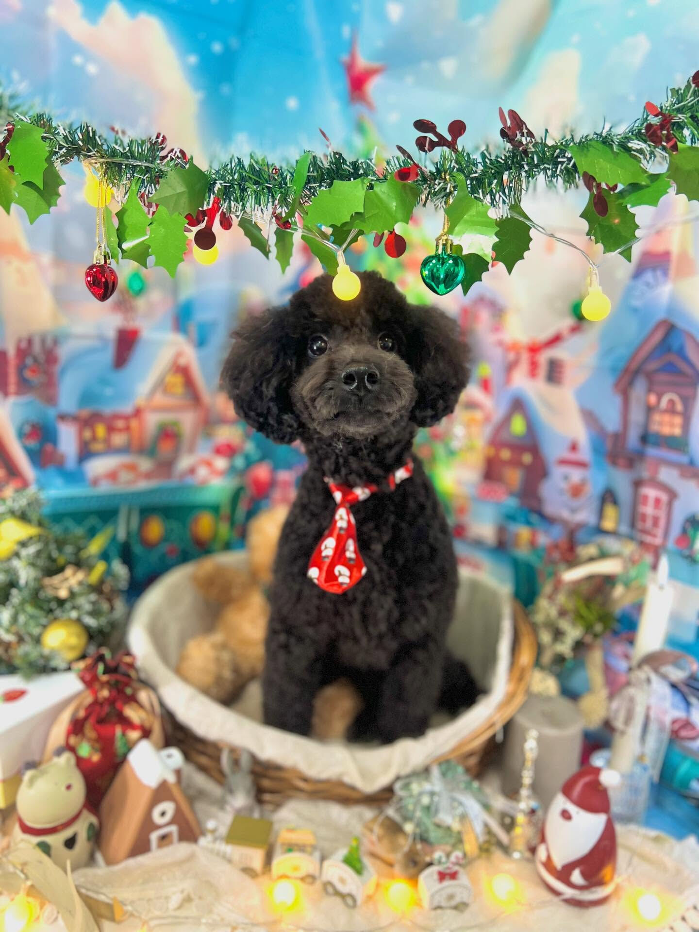 ご来店いただいたくろすけくんです🐶✨
