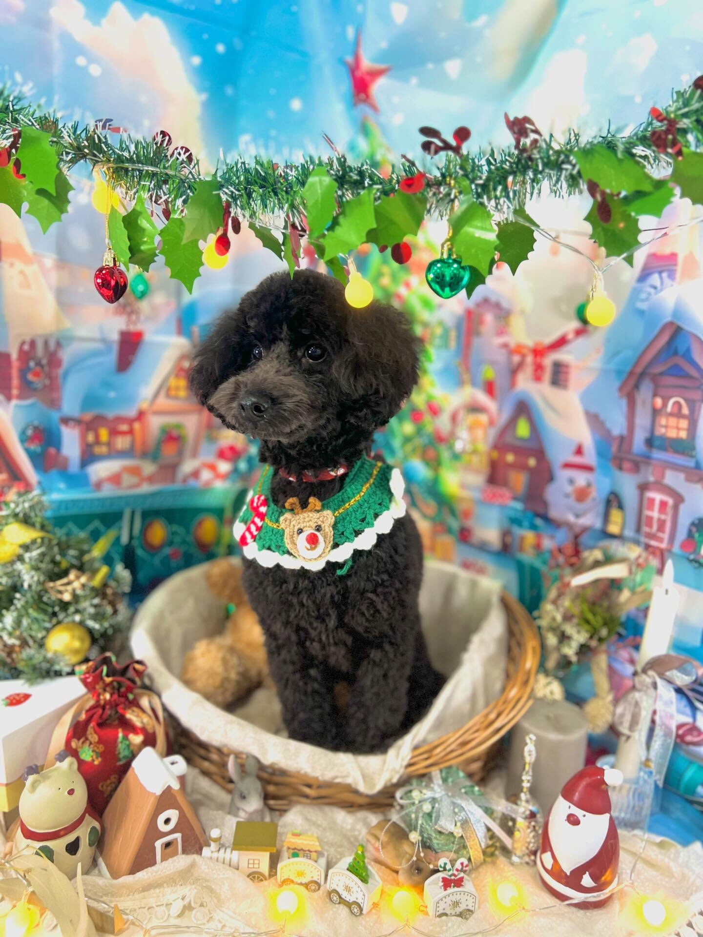 ご来店いただいたくろすけくんです🐶✨