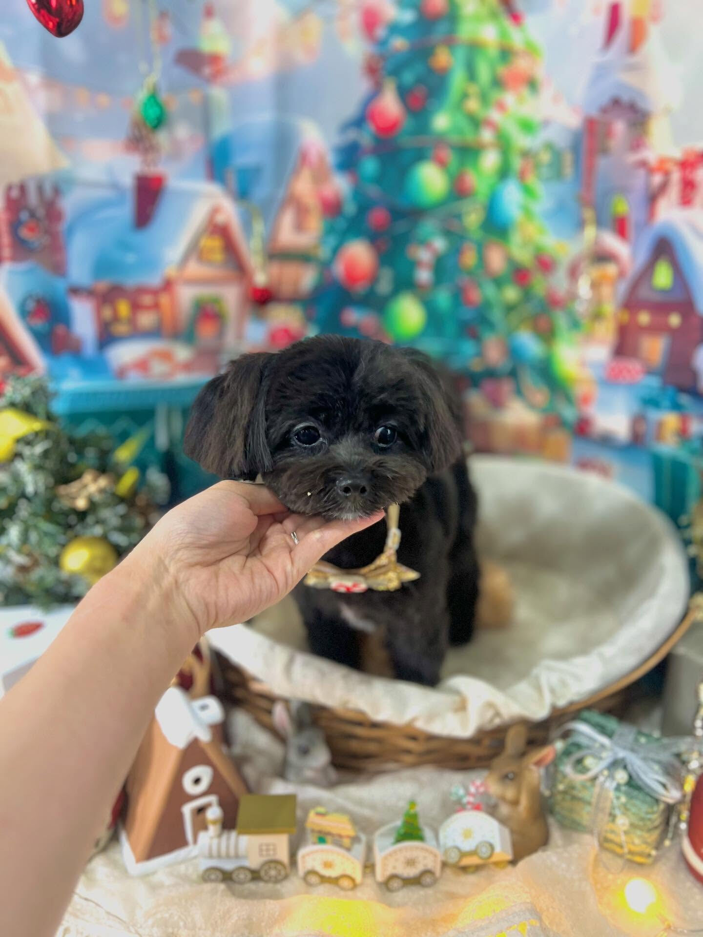 ご来店いただいたれあちゃんです🐶✨