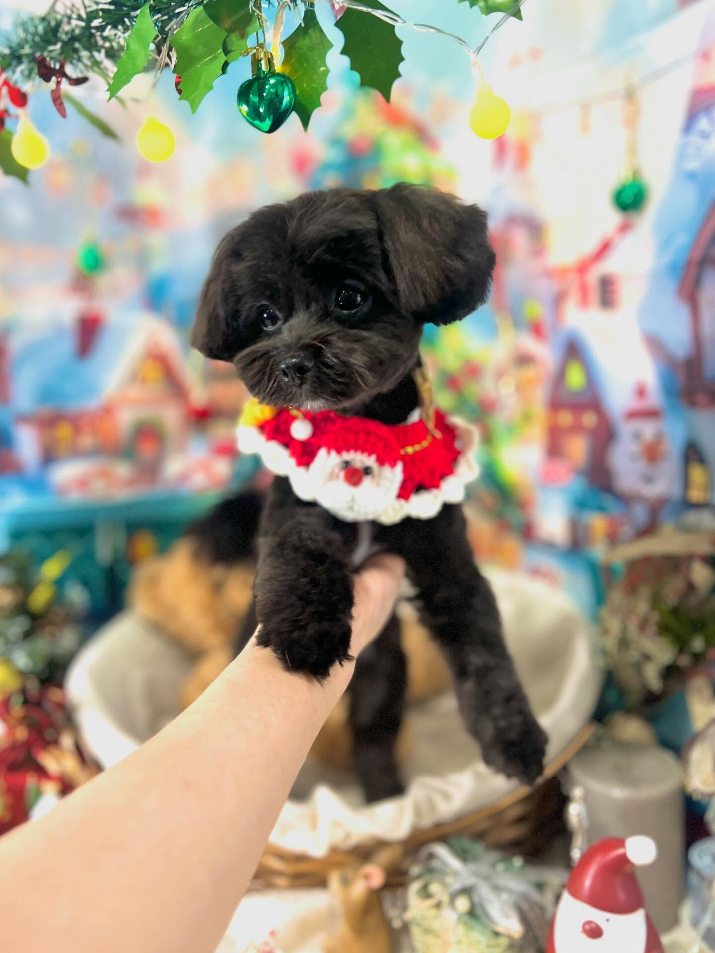 ご来店いただいたれあちゃんです🐶✨
