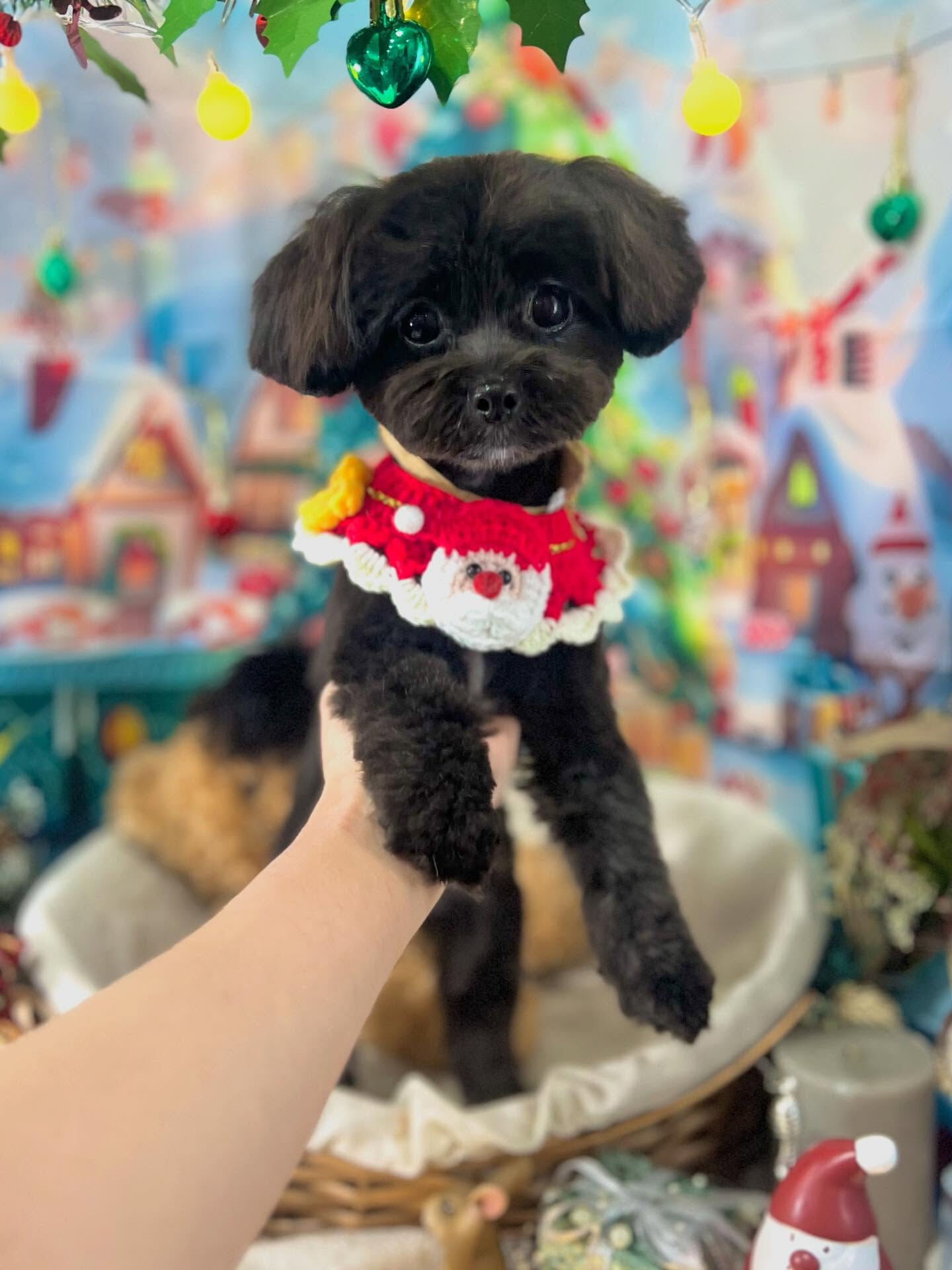 ご来店いただいたれあちゃんです🐶✨