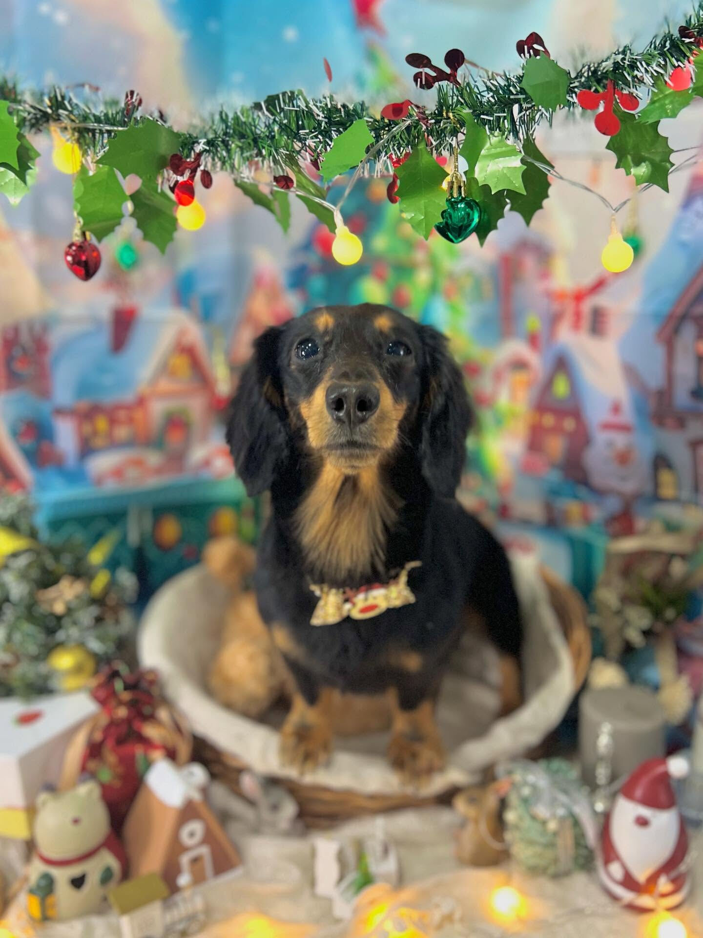 ご来店いただいたハルくんです🐶✨