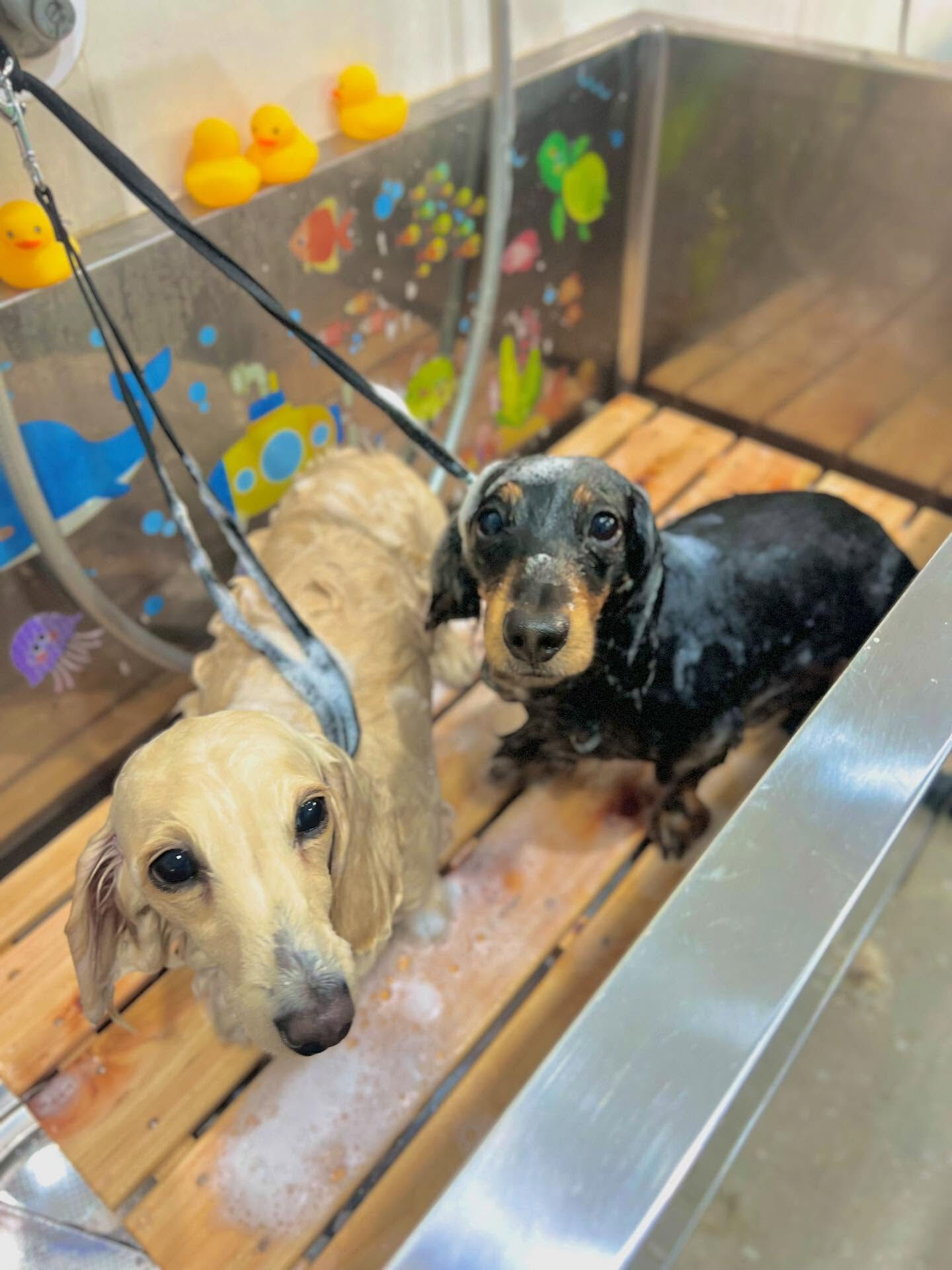 ご来店いただいたハルくんです🐶✨