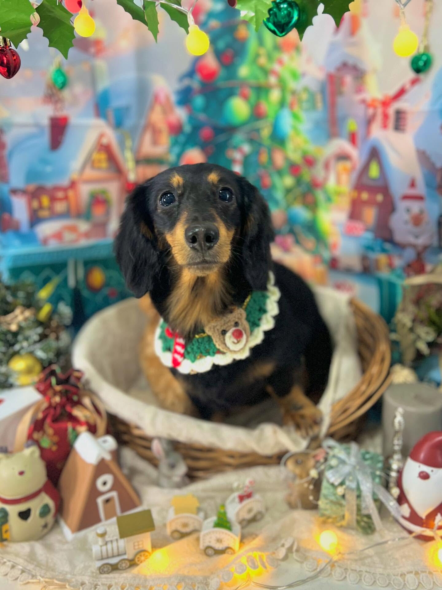 ご来店いただいたハルくんです🐶✨