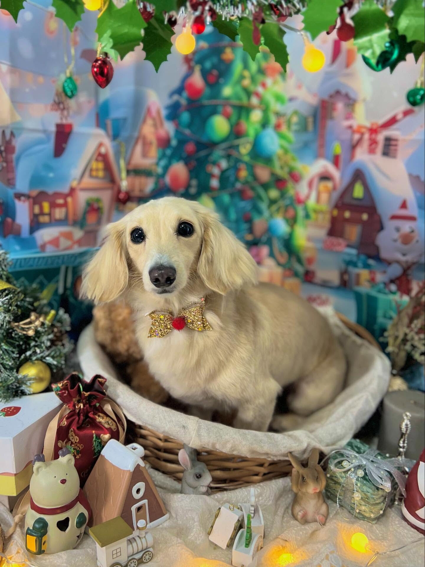 ご来店いただいたロンくんです🐶✨