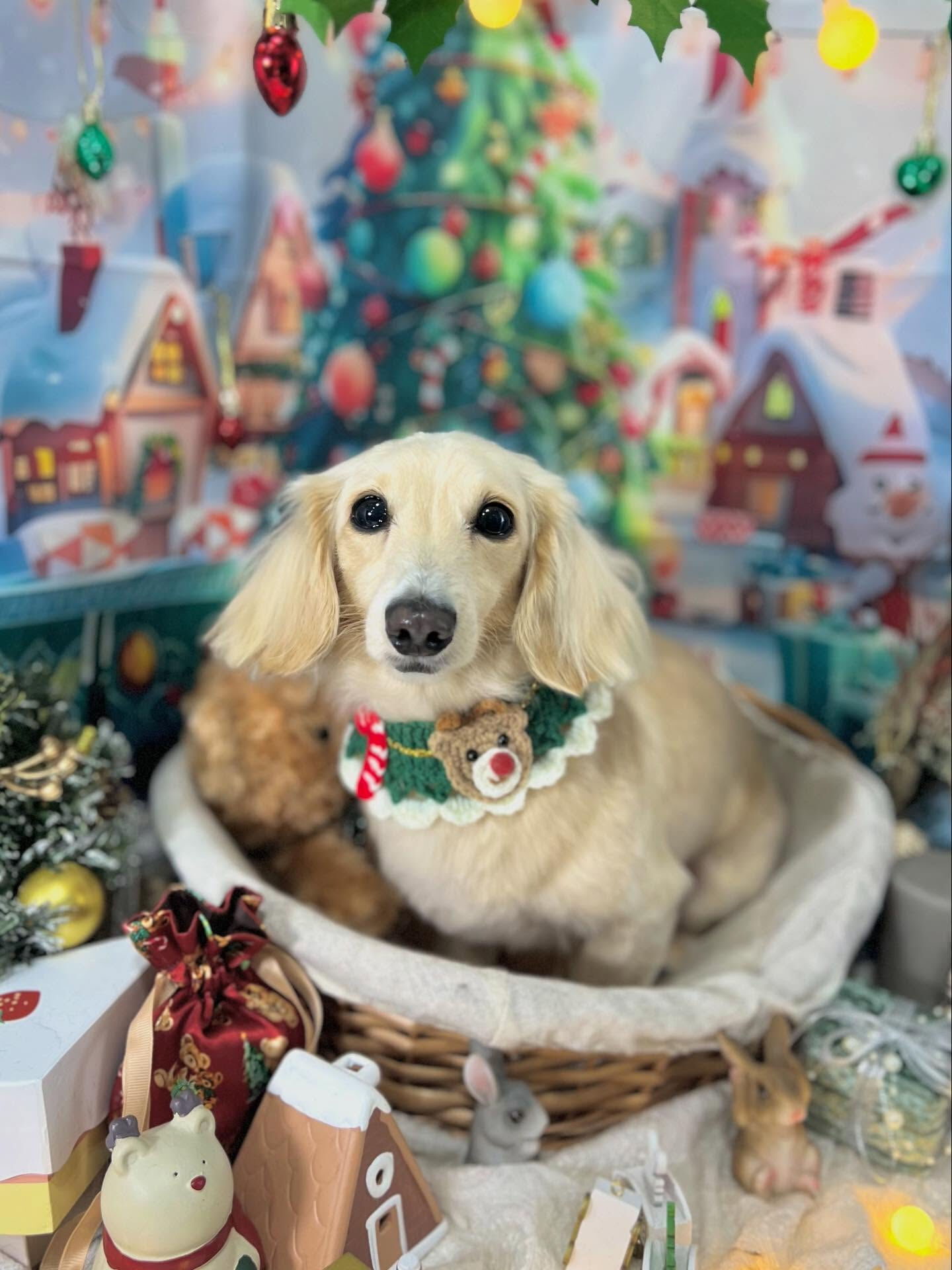 ご来店いただいたロンくんです🐶✨